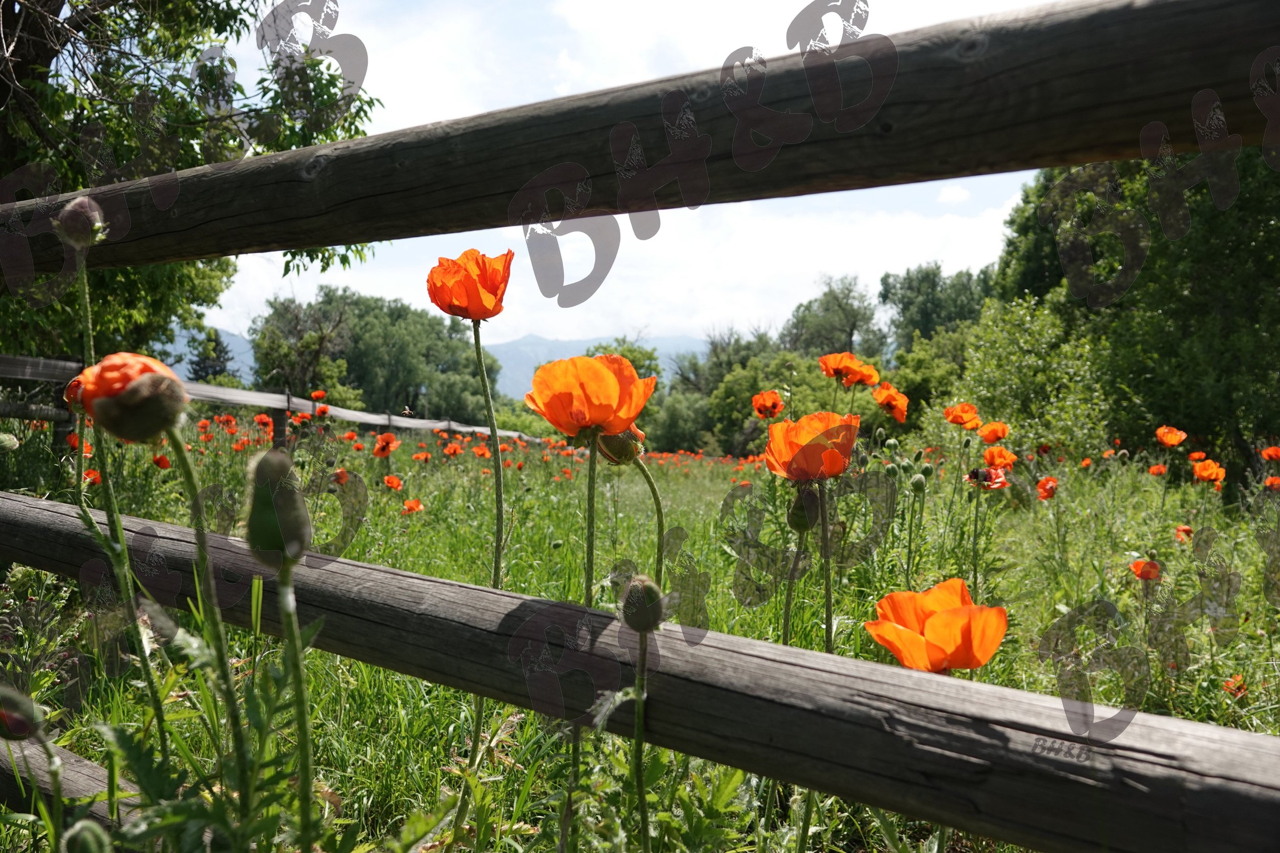 Poppy flowers along a rustic wooden fence at the foothills of the Big Horn Mountains.  Poppies doing poppy things
