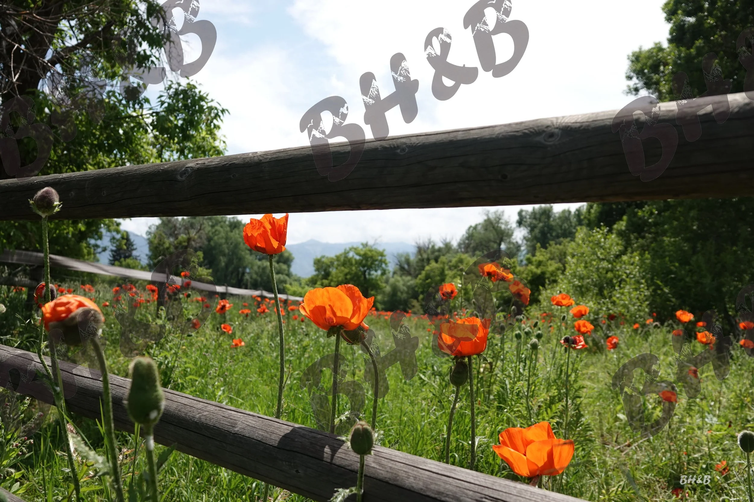 Poppy flowers along a rustic wooden fence at the foothills of the Big Horn Mountains.  Poppies doing poppy things