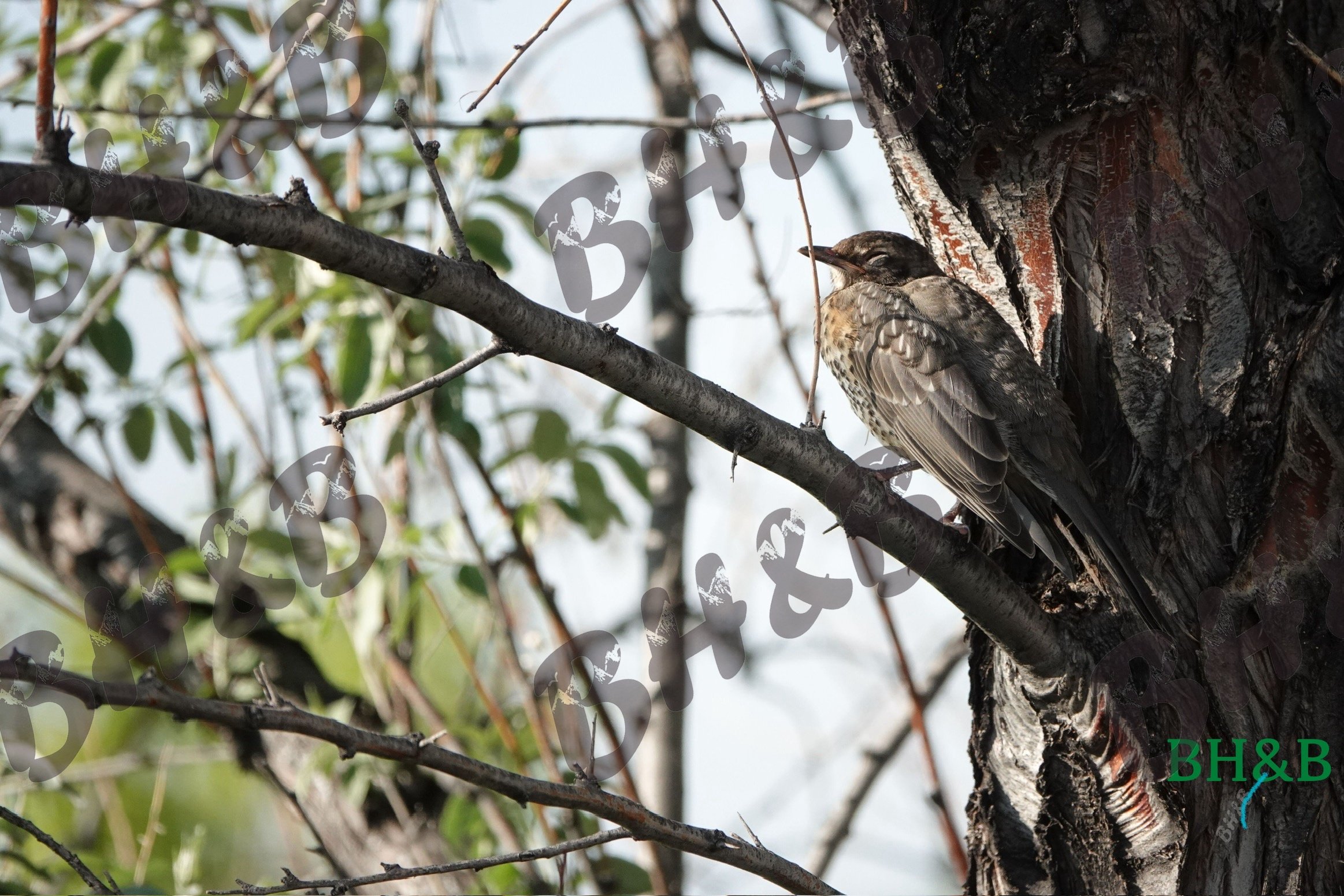 Baby Robin lounges in a tree on a lazy Wyoming afternoon.