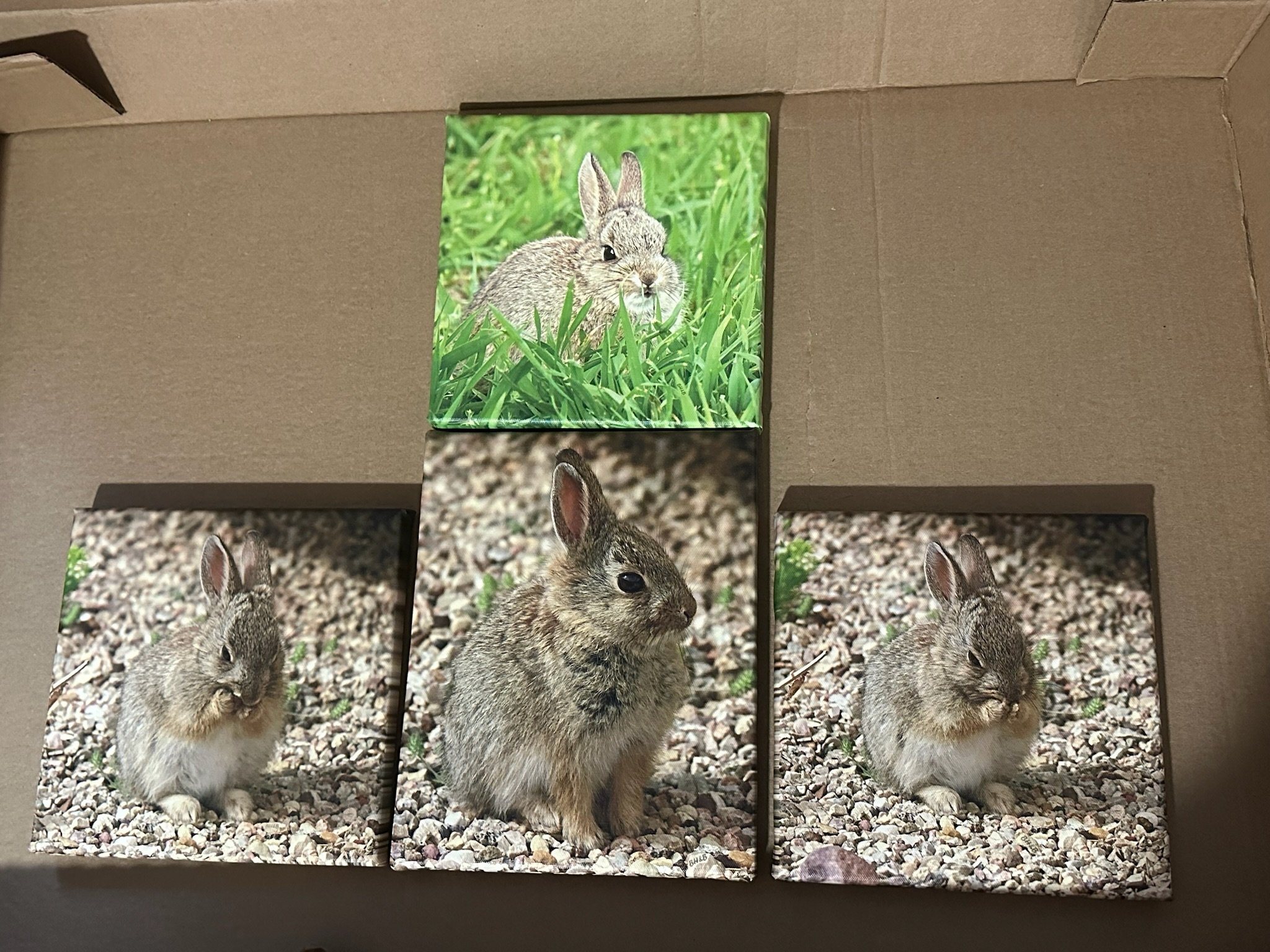 Bunny fourplex Canvas