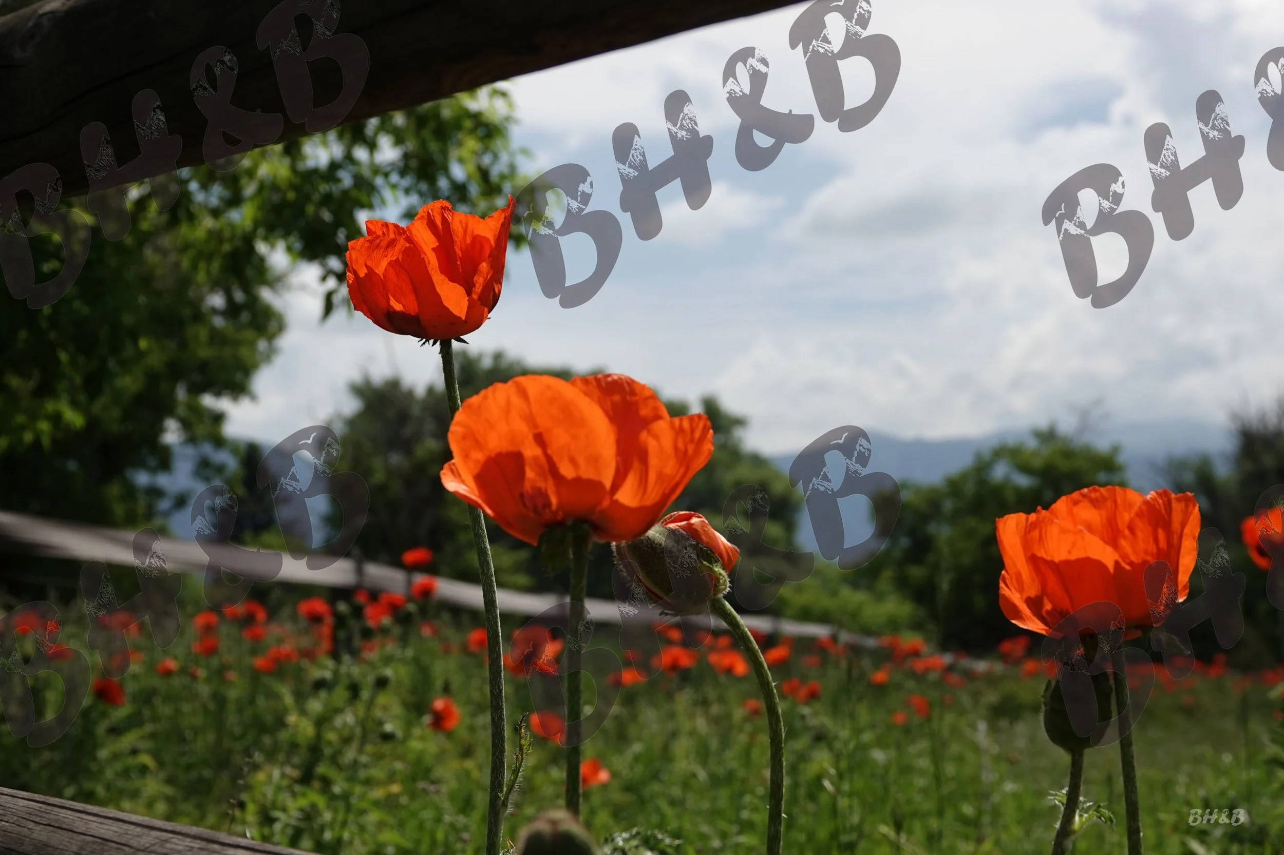 Poppy flowers along a rustic wooden fence at the foothills of the Big Horn Mountains.  Poppies doing poppy things