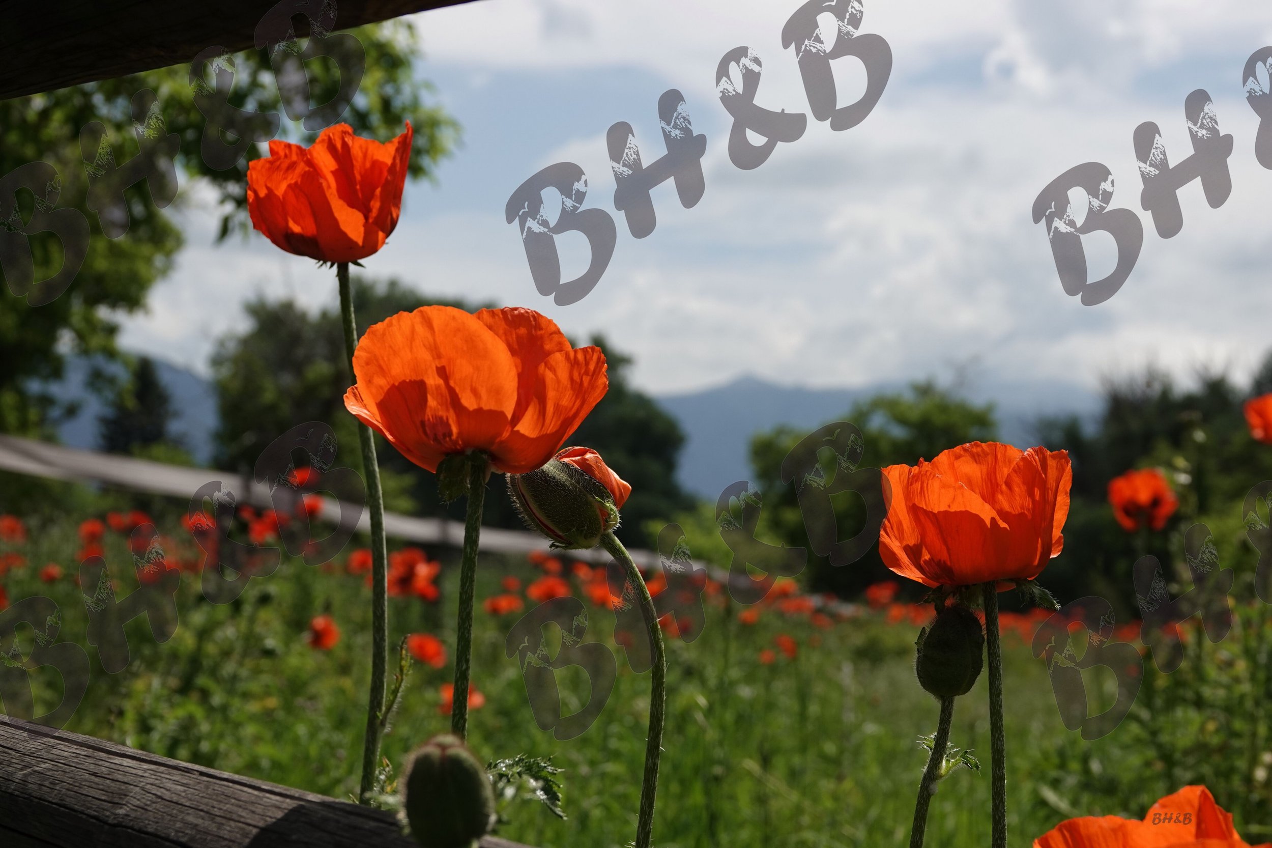 Poppy flowers along a rustic wooden fence at the foothills of the Big Horn Mountains.  Poppies doing poppy things