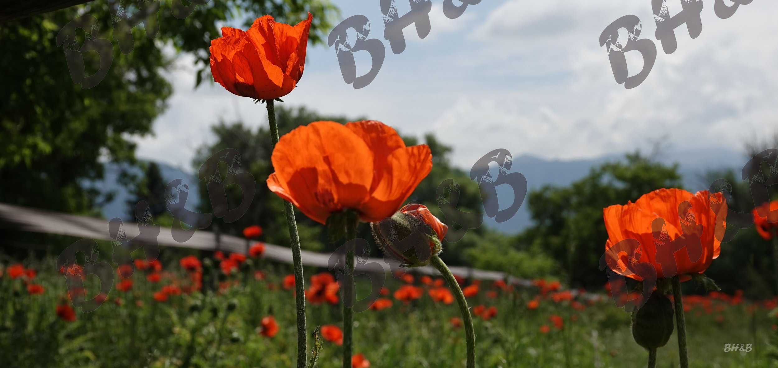 Poppy flowers along a rustic wooden fence at the foothills of the Big Horn Mountains.  Poppies doing poppy things