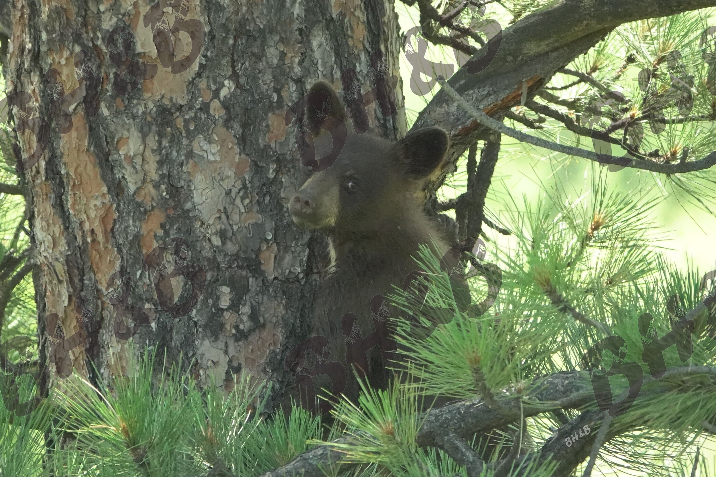 Curious black bear cub poses for a photo in a Montana pine tree