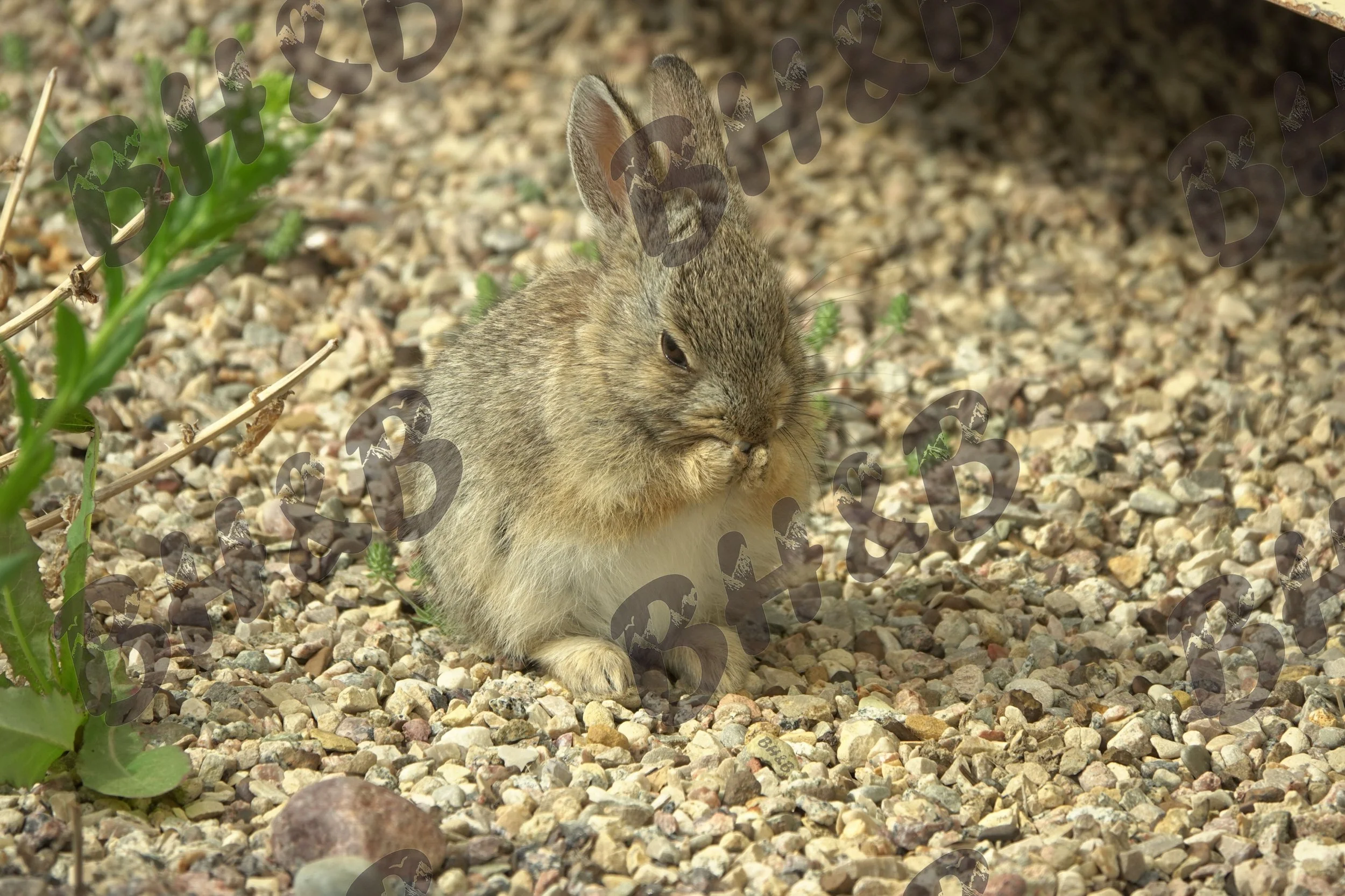 Cute baby cottontail bunny only cares about being adorable. And his next meal.
