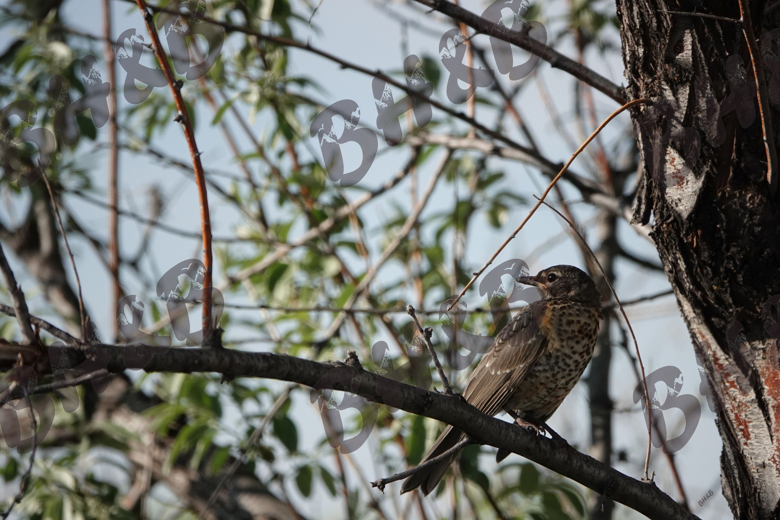 Baby Robin lounges in a tree on a lazy Wyoming afternoon.