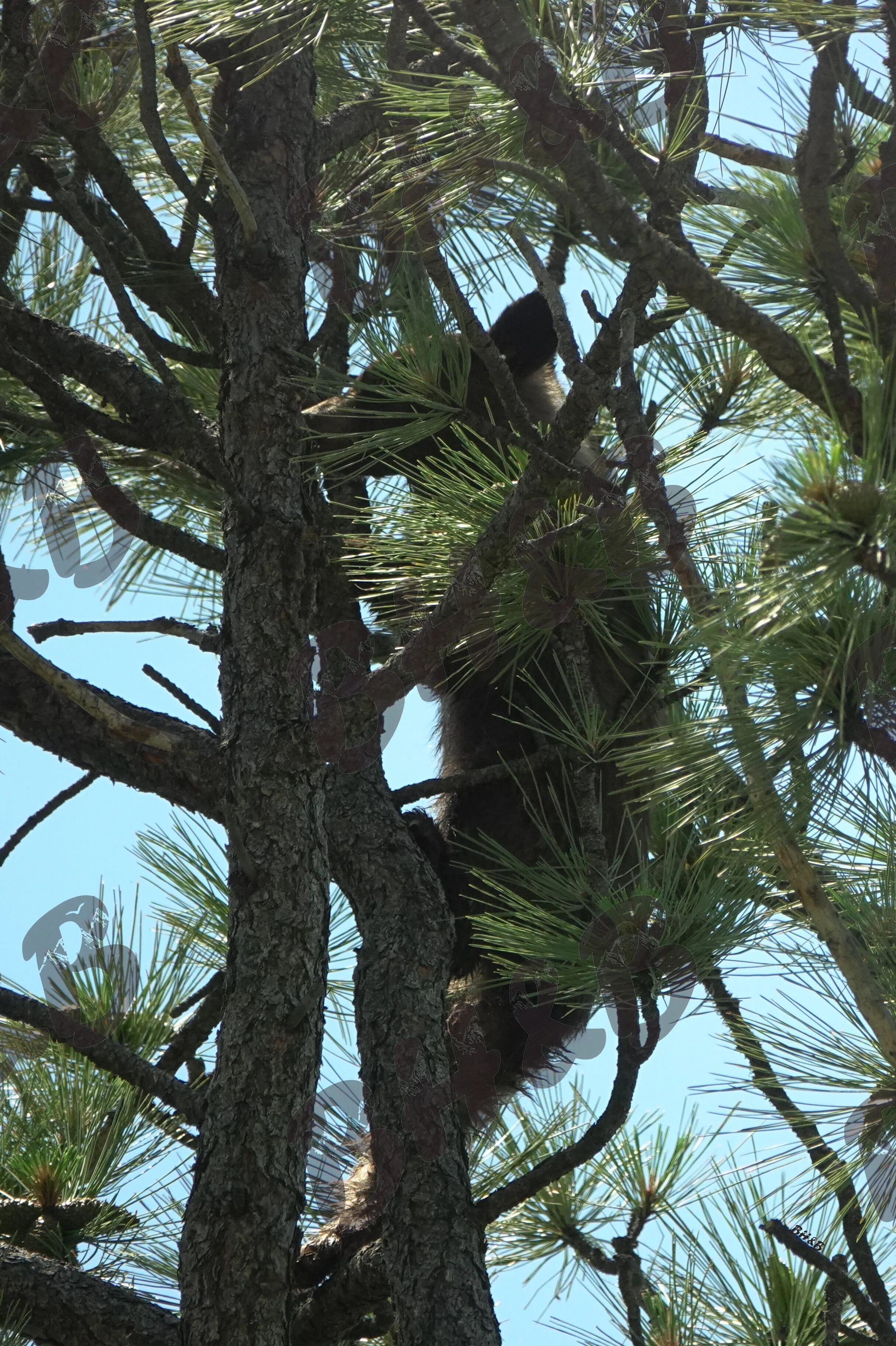 Curious black bear cub poses for a photo in a Montana pine tree