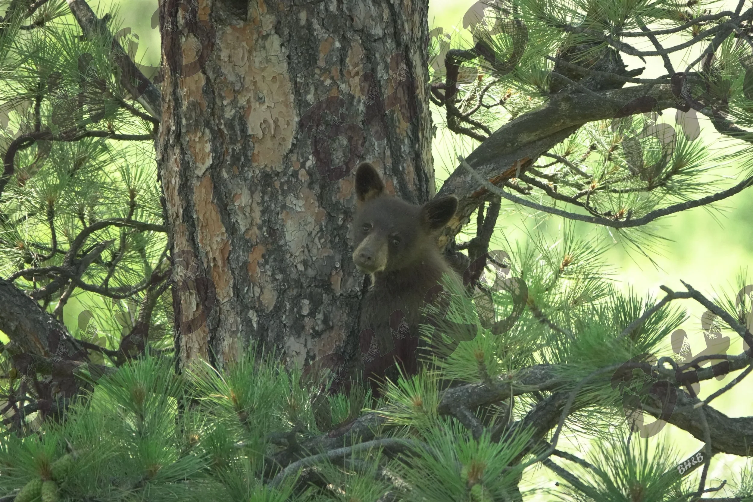 Curious black bear cub poses for a photo in a Montana pine tree
