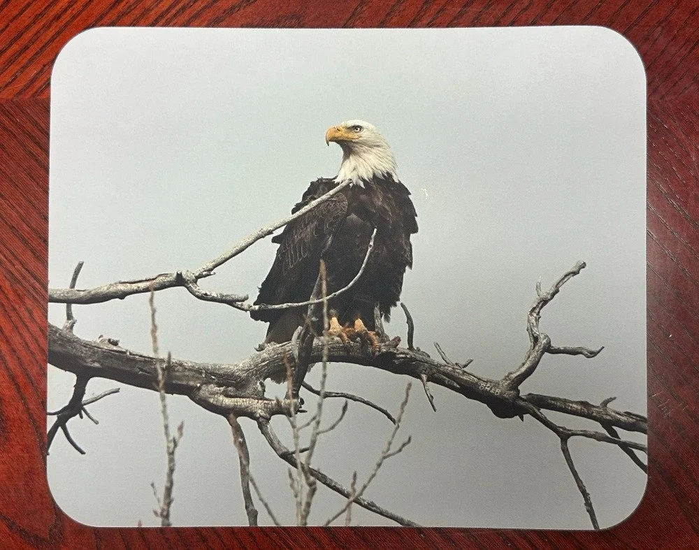 Bald Eagle in a Bare Tree Mousepad