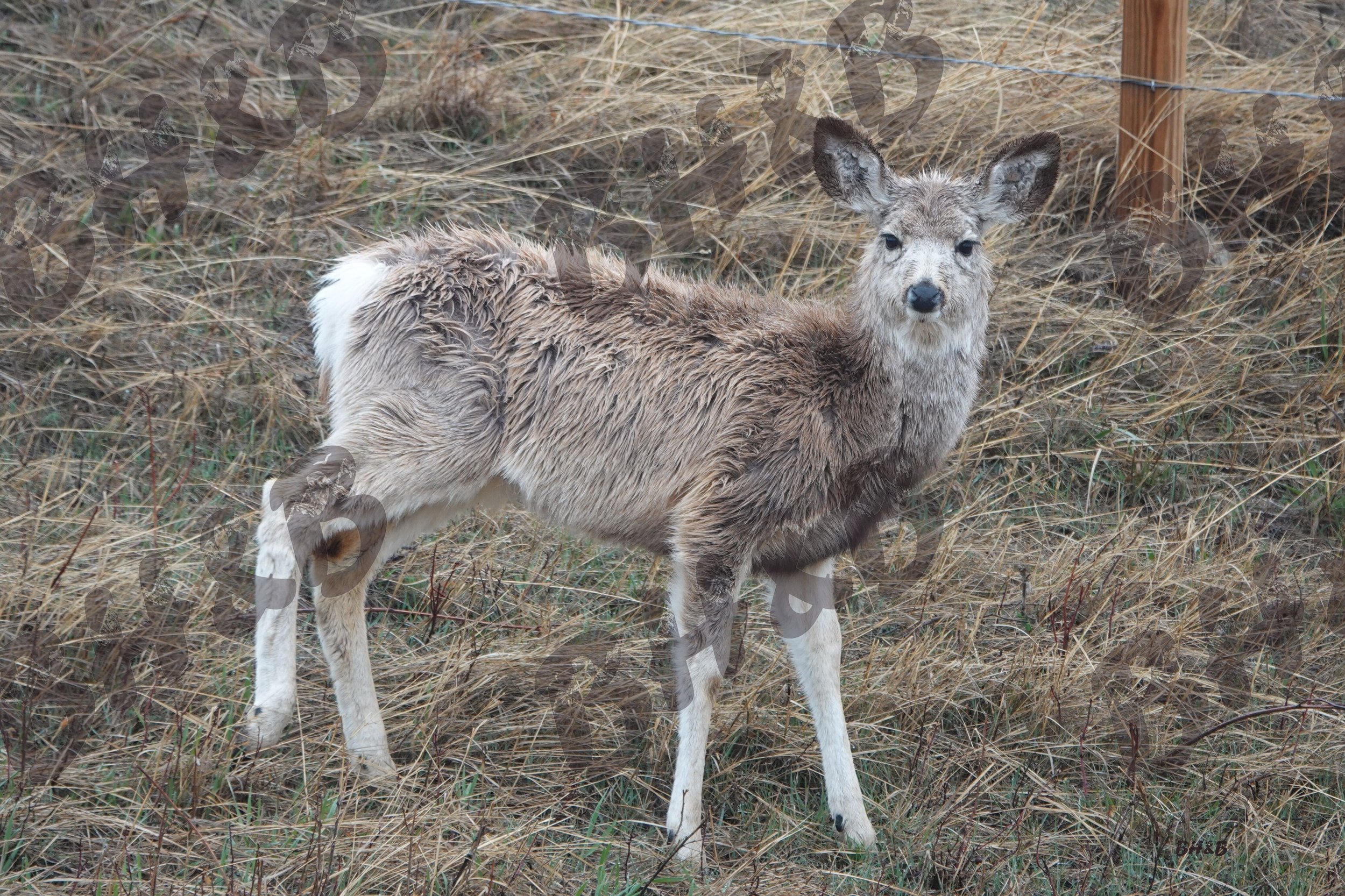 Fawn growing fur for the winter.  The first floof of the season.
