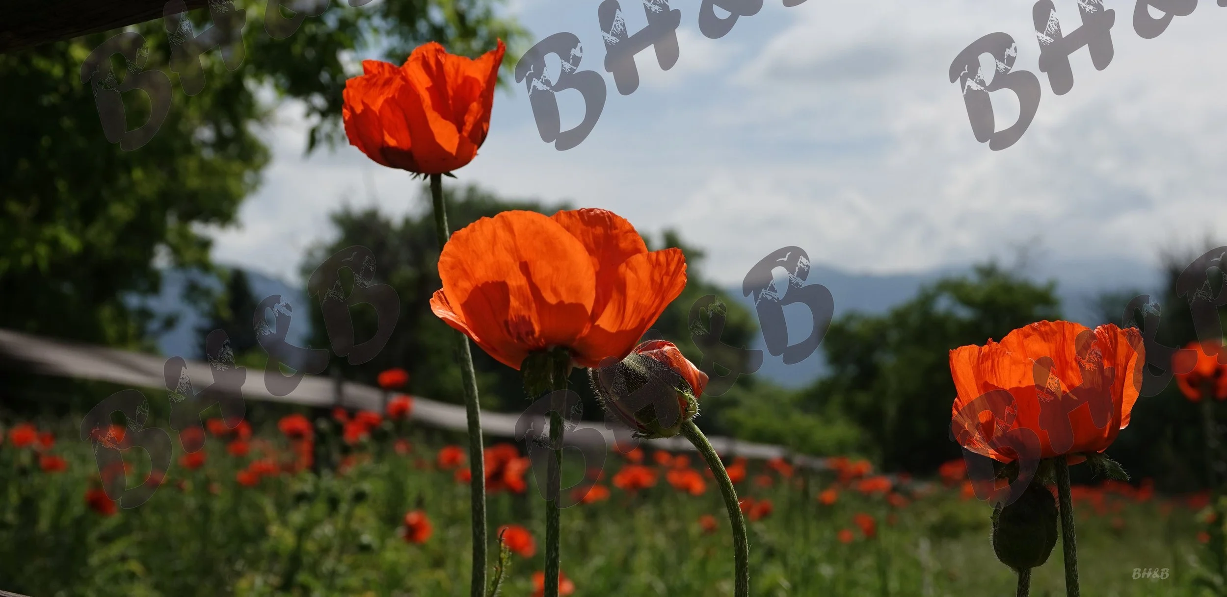 Poppy flowers along a rustic wooden fence at the foothills of the Big Horn Mountains.  Poppies doing poppy things