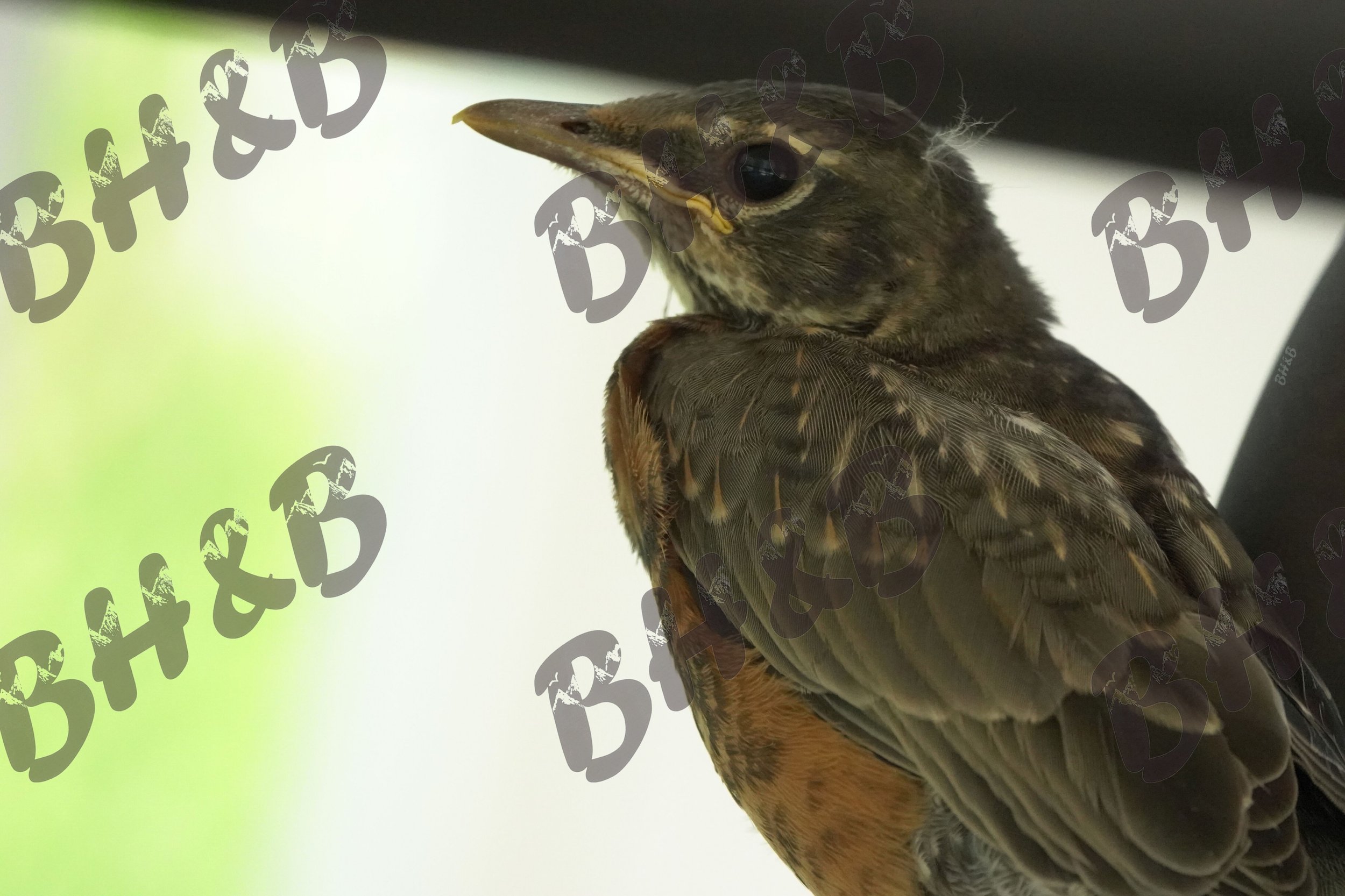 Baby Robin's first flight results in him joining us at the dinner table.  Under the dinner table