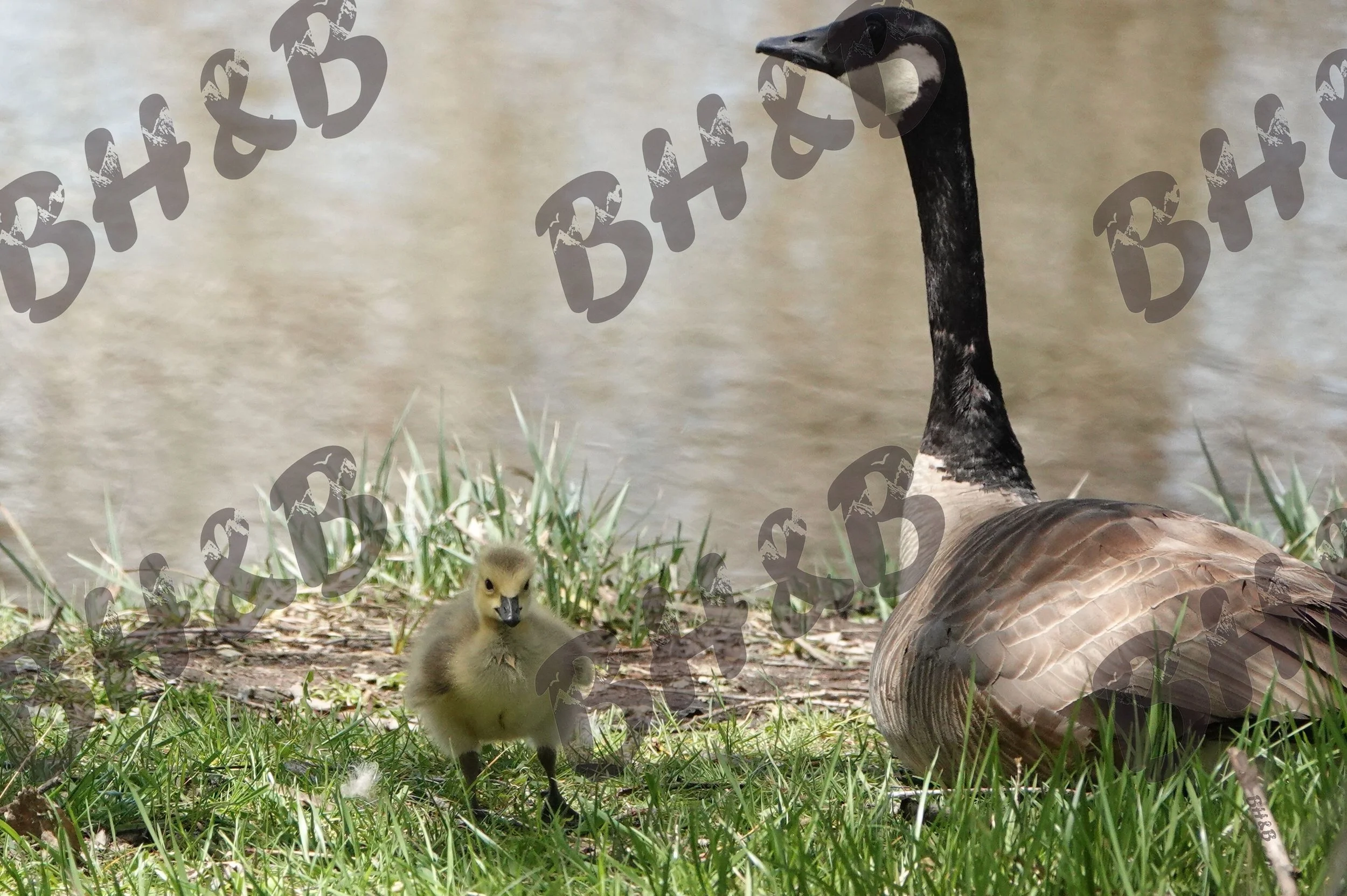 IMG4158.jpeg