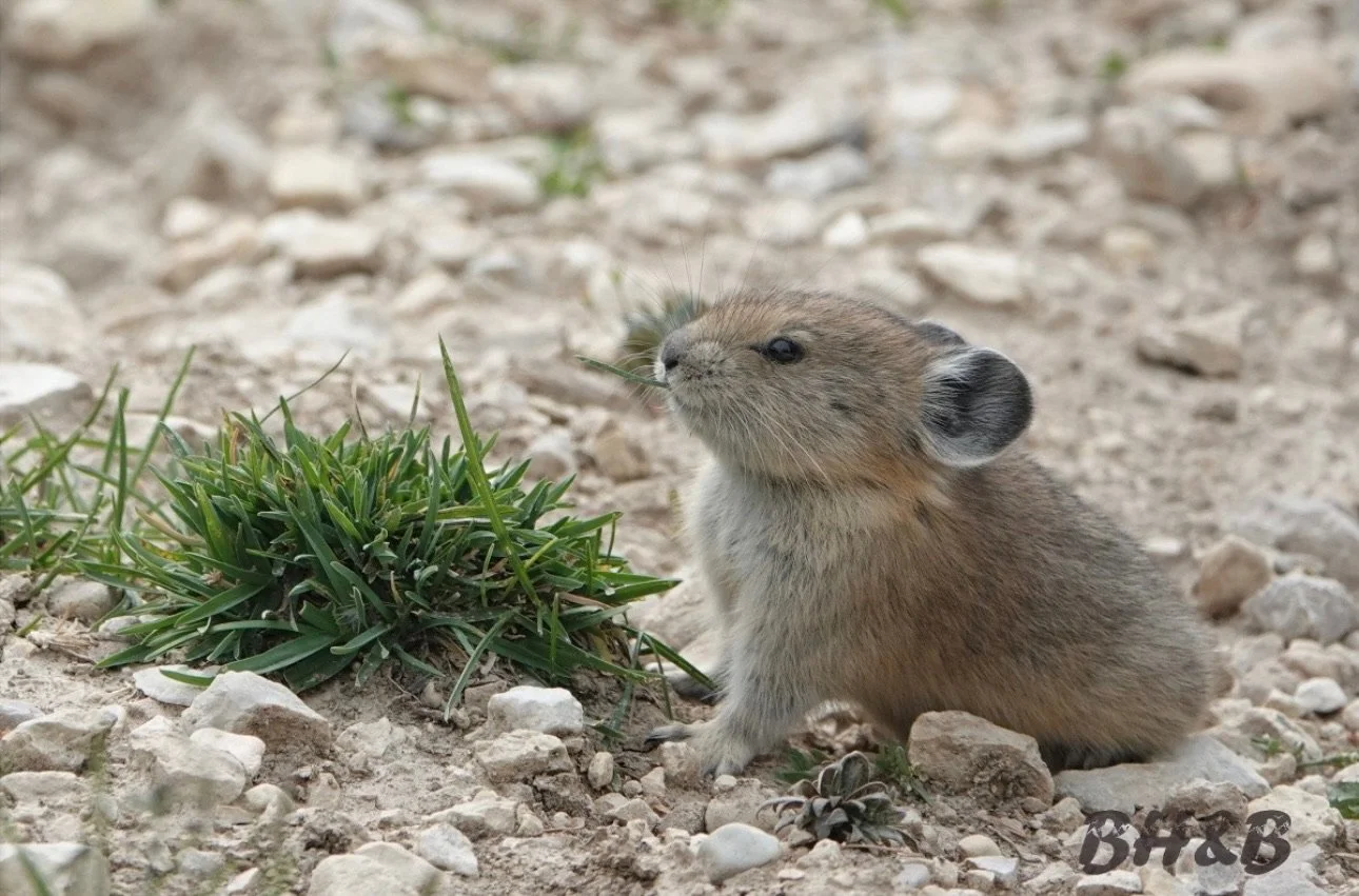 A Wyoming pika sitting on rocky ground next to a green plant, possibly a pika, with a blurred natural background.