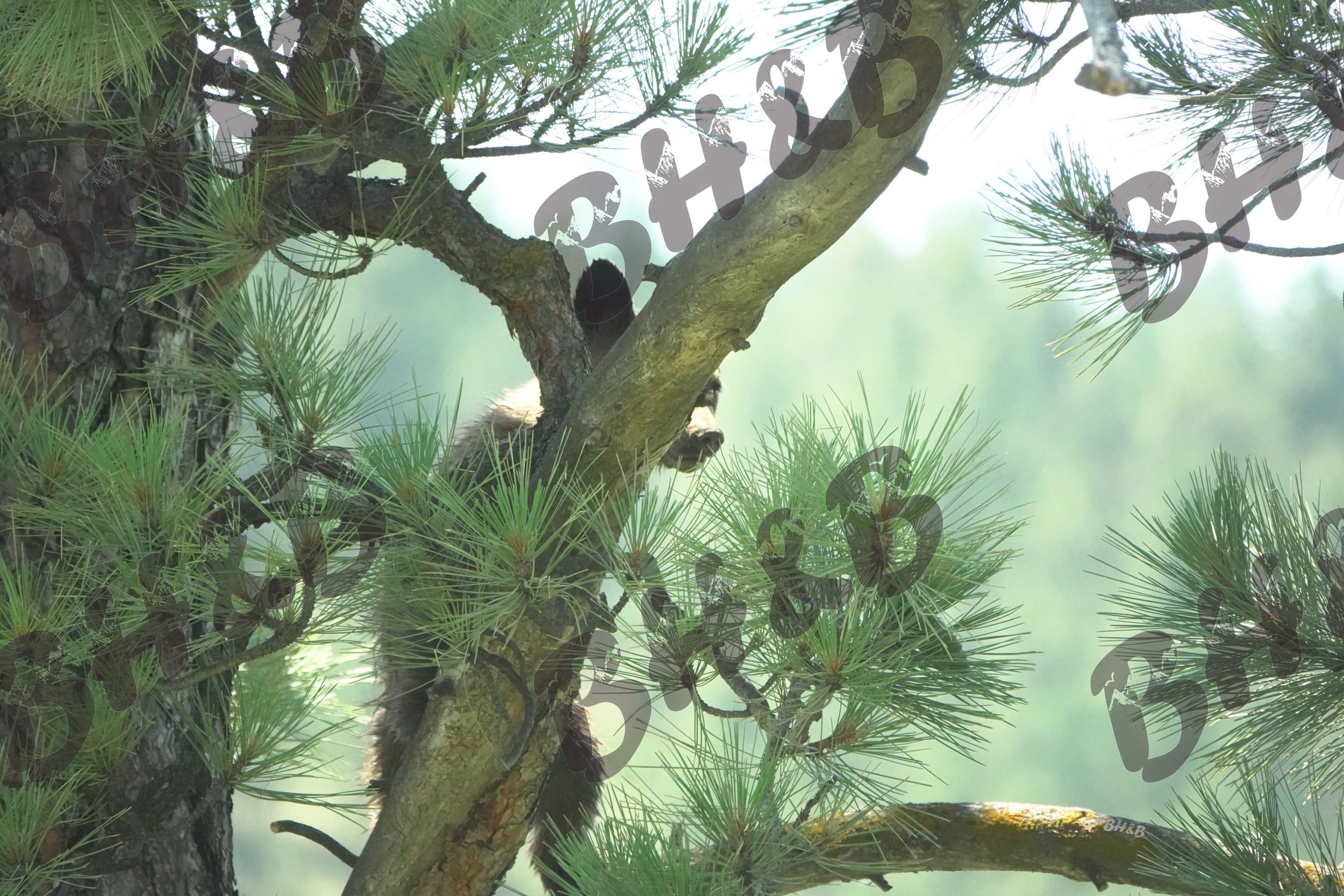 black bear cub peeking through a Montana pine tree