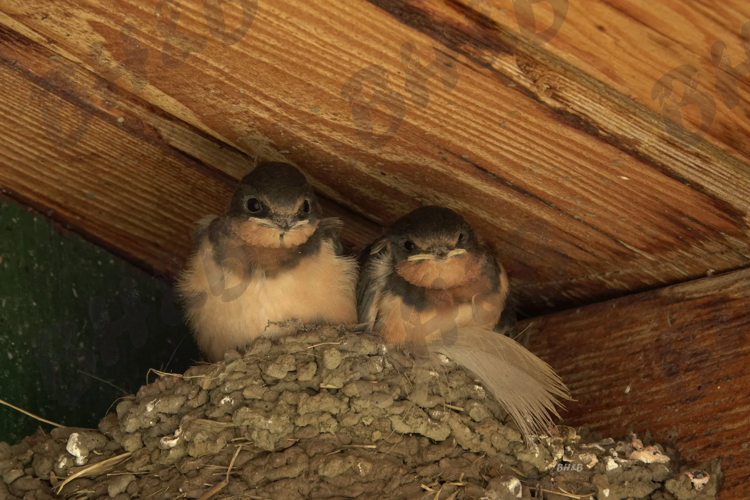 Baby Barn Swallow chicks eagerly await their next meal.
