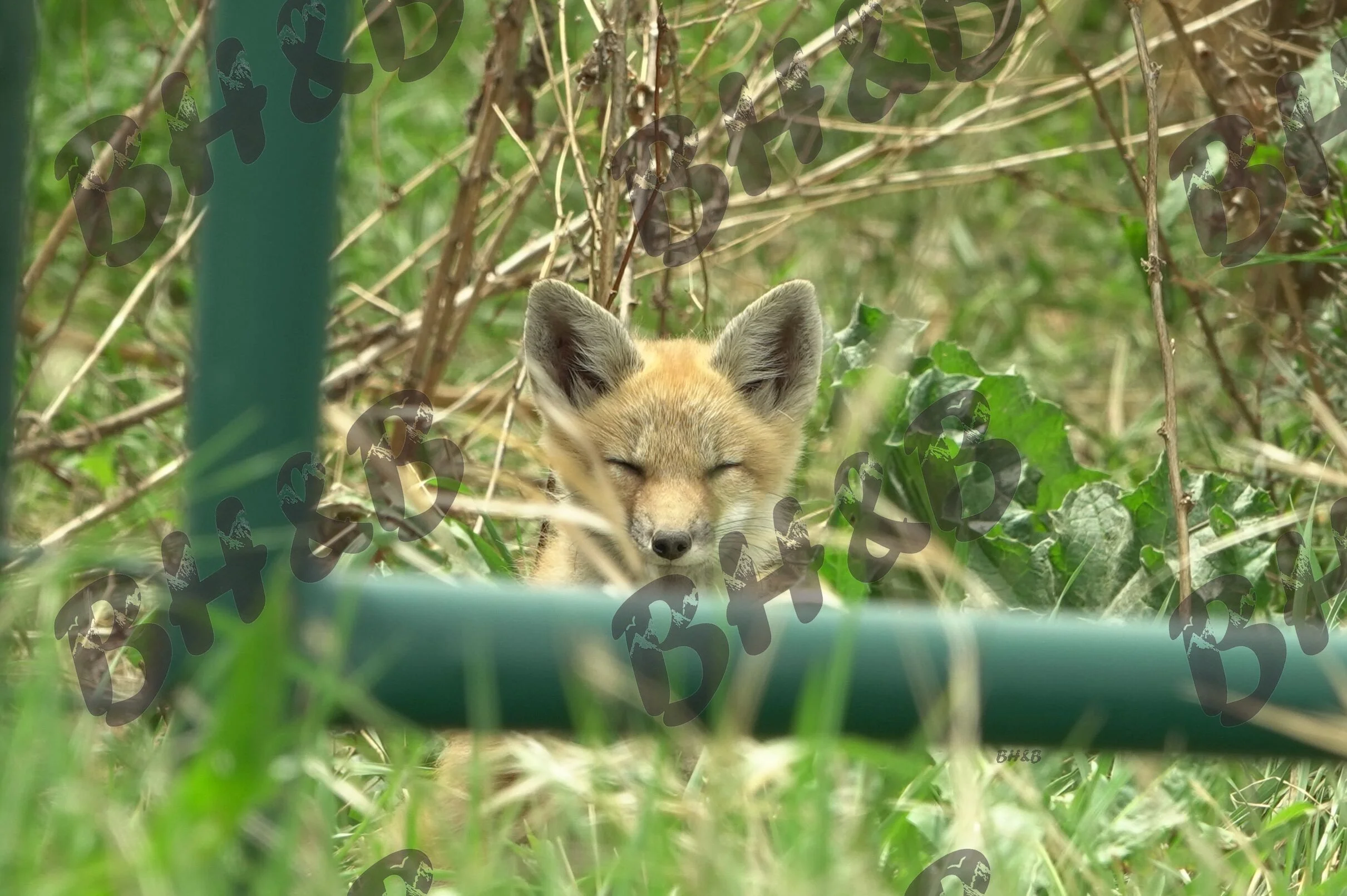 Fox kit basking in the grass near a haystack on a Wyoming ranch