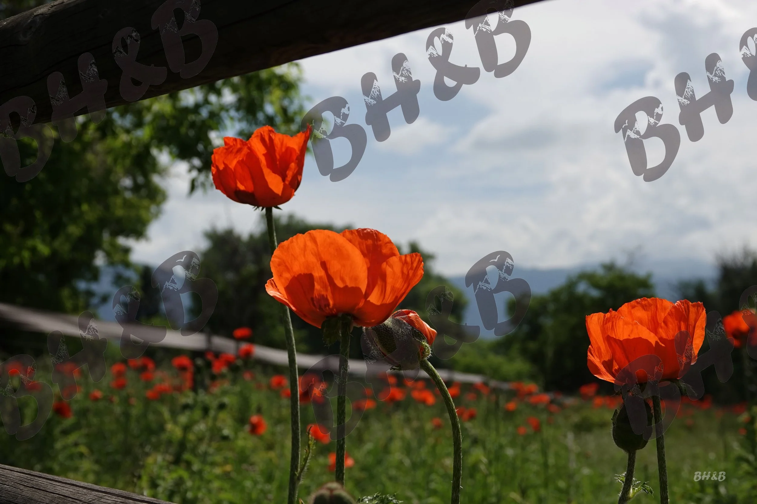 Poppy flowers along a rustic wooden fence at the foothills of the Big Horn Mountains.  Poppies doing poppy things