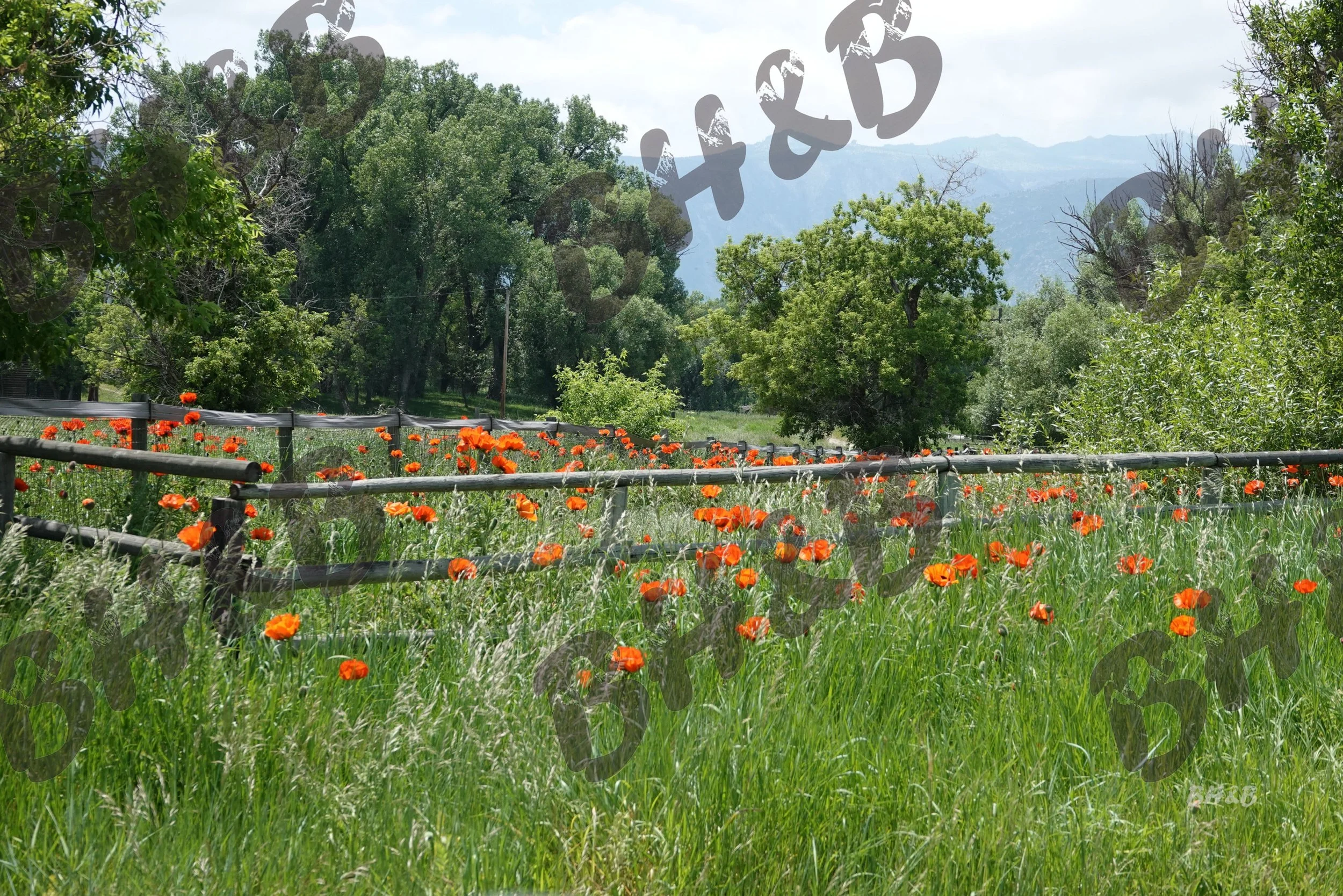 Poppy flowers along a rustic wooden fence at the foothills of the Big Horn Mountains.  Poppies doing poppy things
