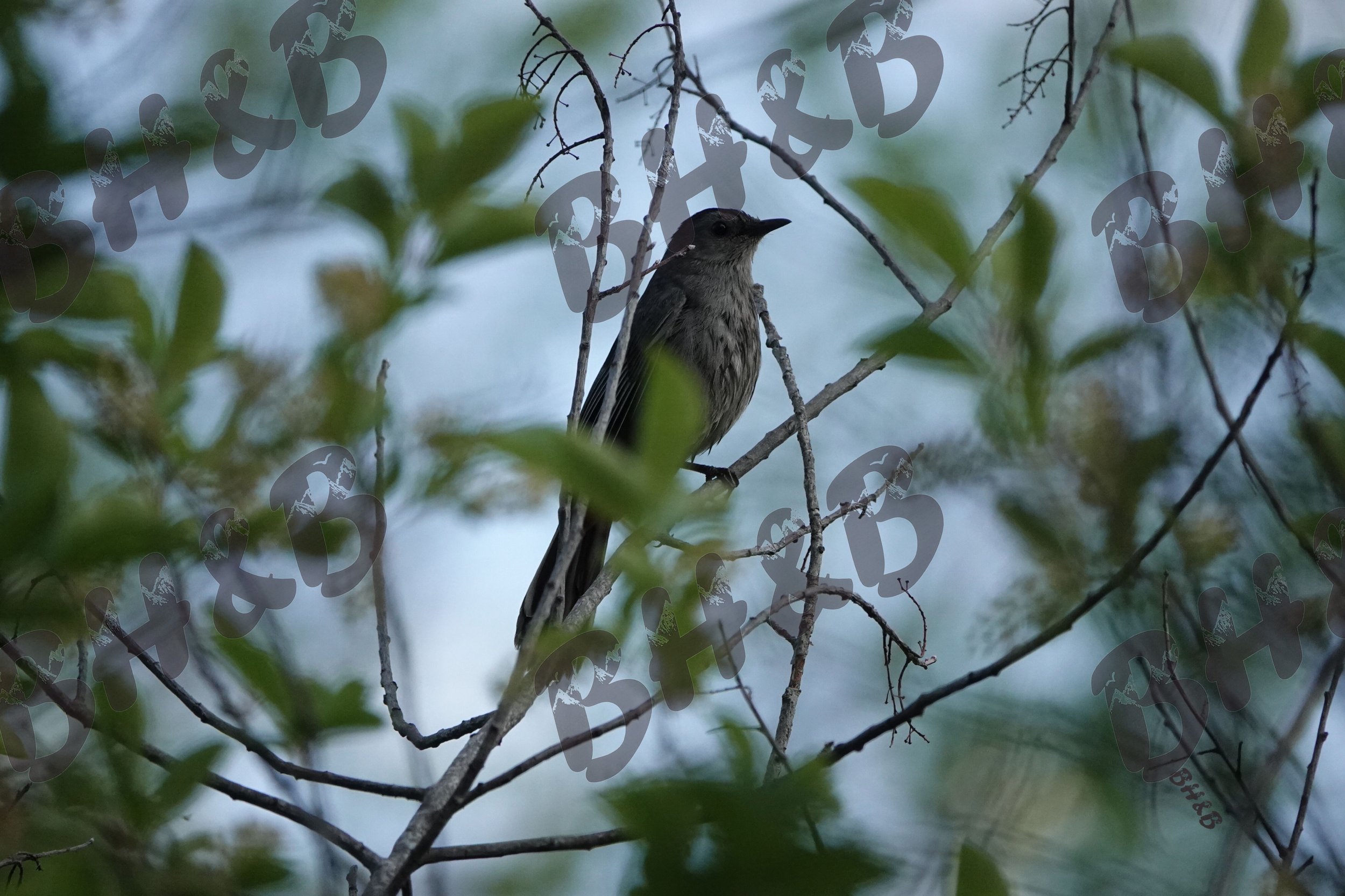 IMG7418.jpeg