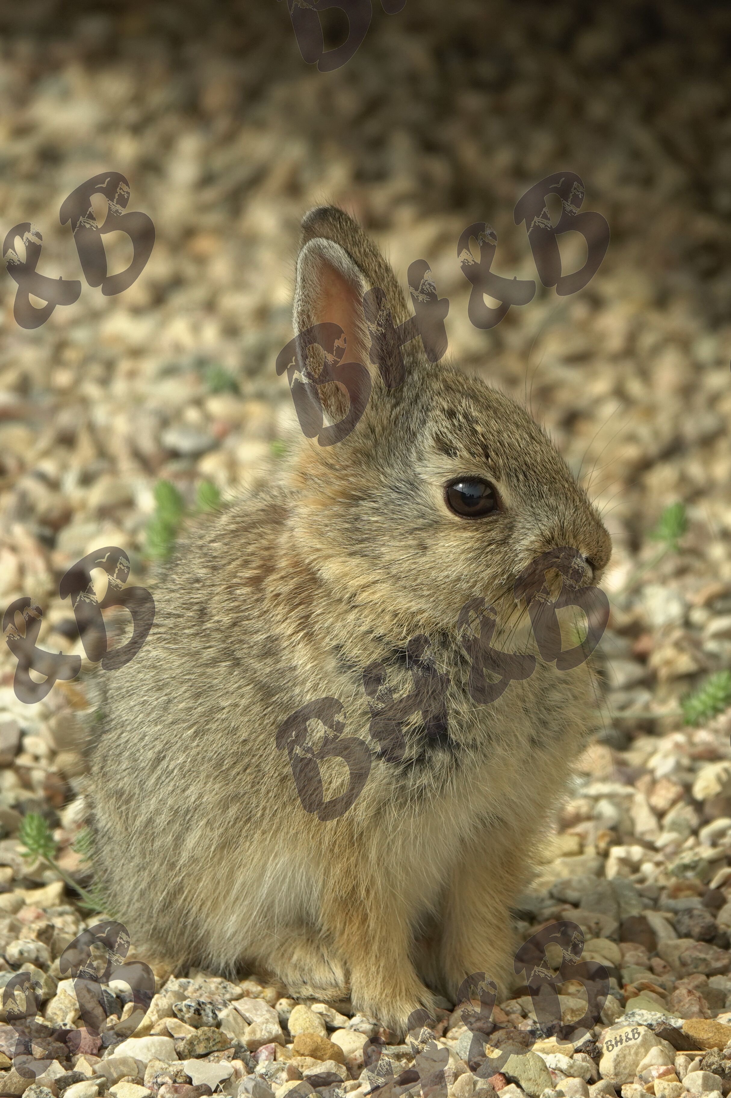 Cute baby cottontail bunny only cares about being adorable. And his next meal.