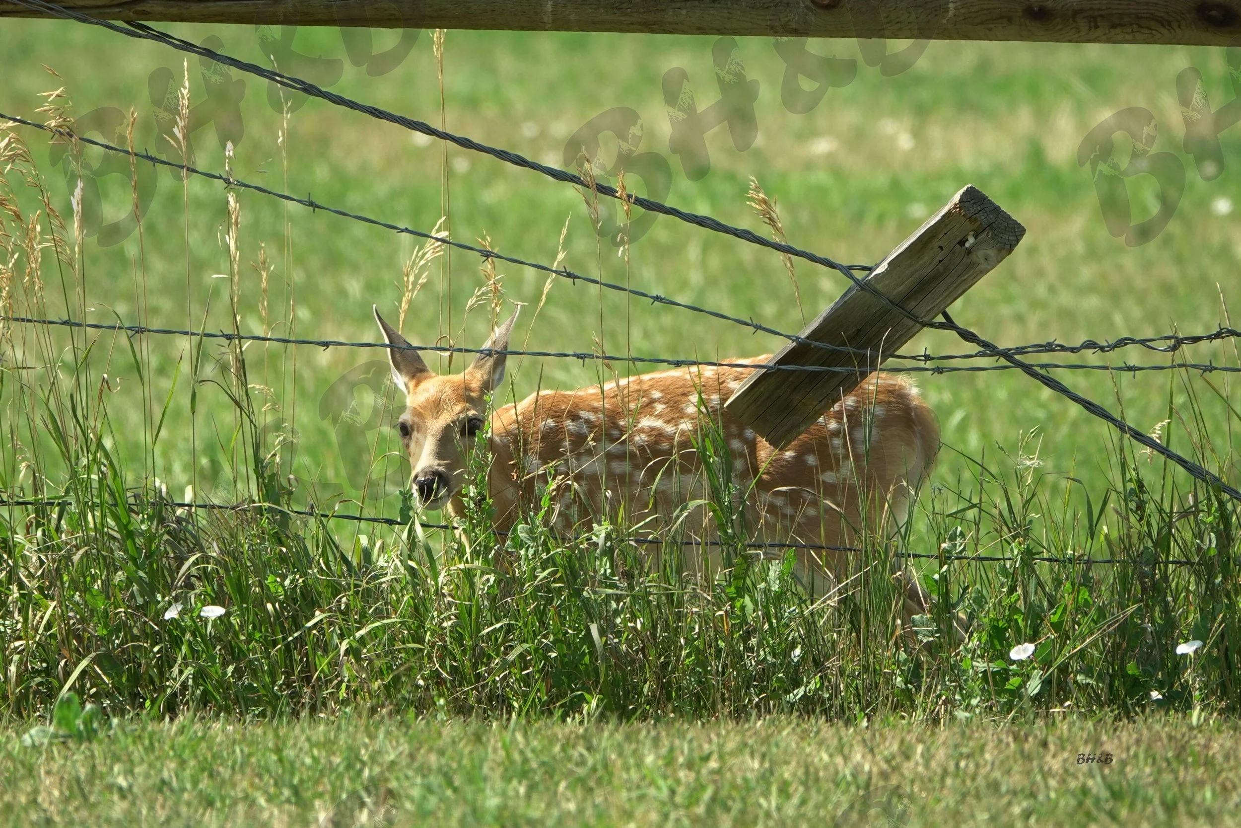 Cute whitetail fawn eats grass near a rustic Wyoming barbed wire fence