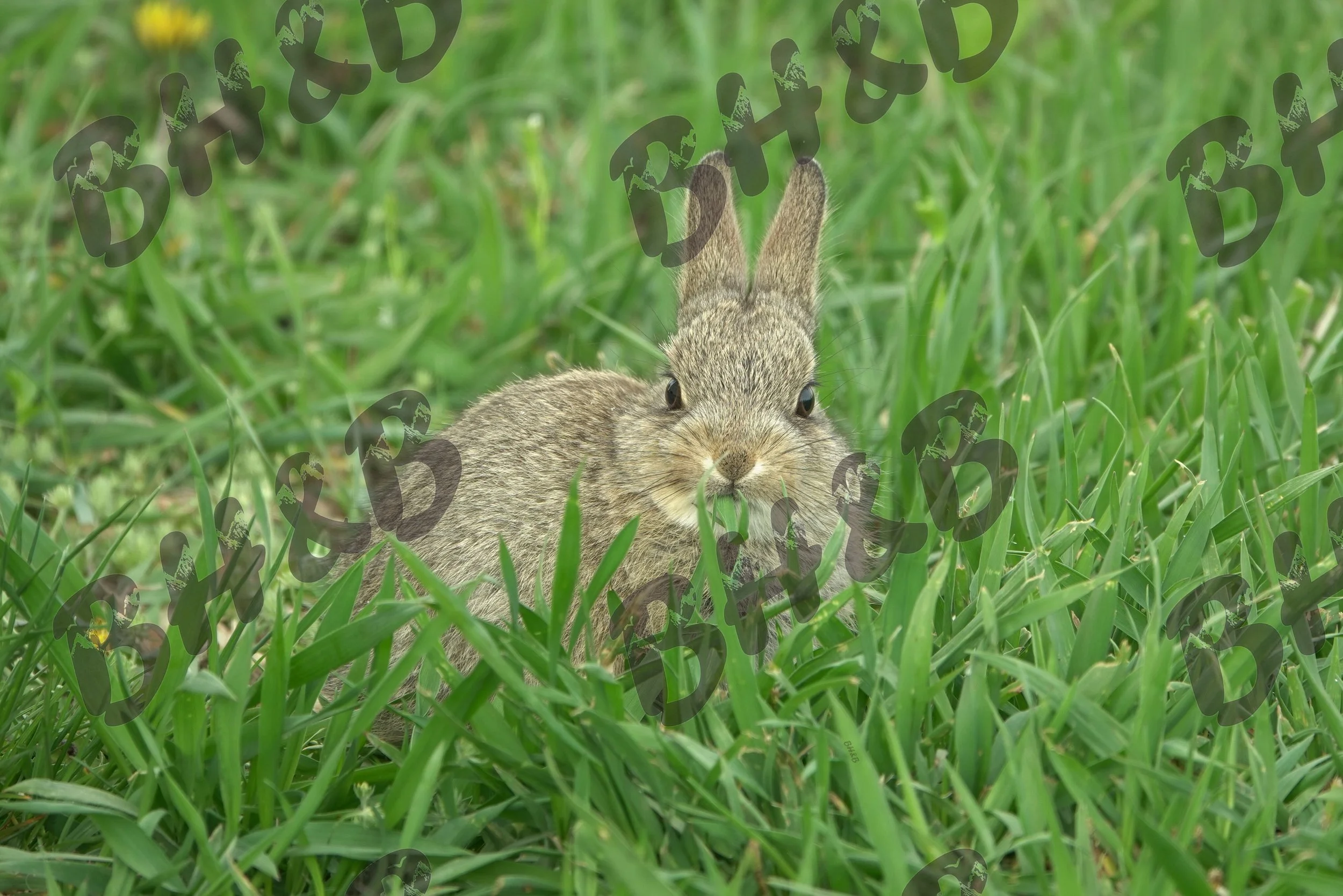 Cute baby cottontail bunny only cares about being adorable. And his next meal.