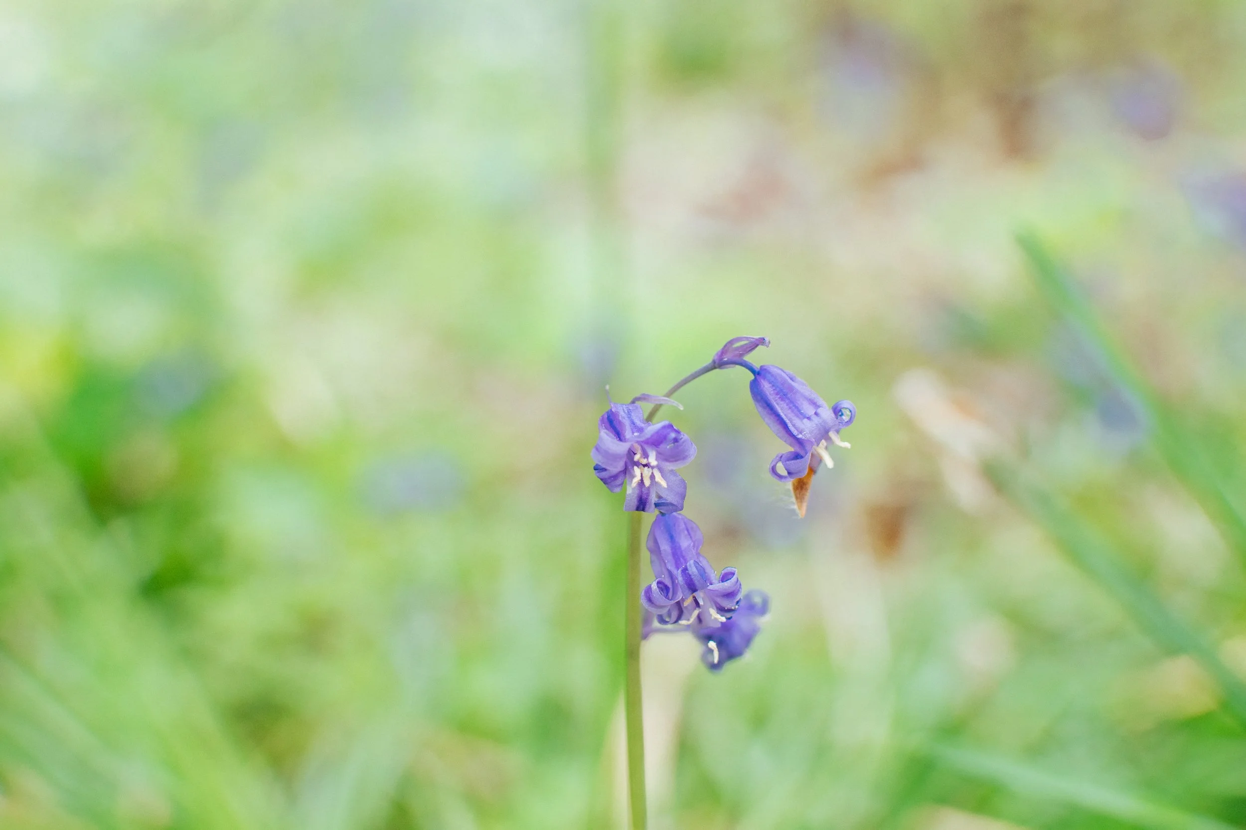 A close-up of purple wildflowers with a blurred green and brown background.
