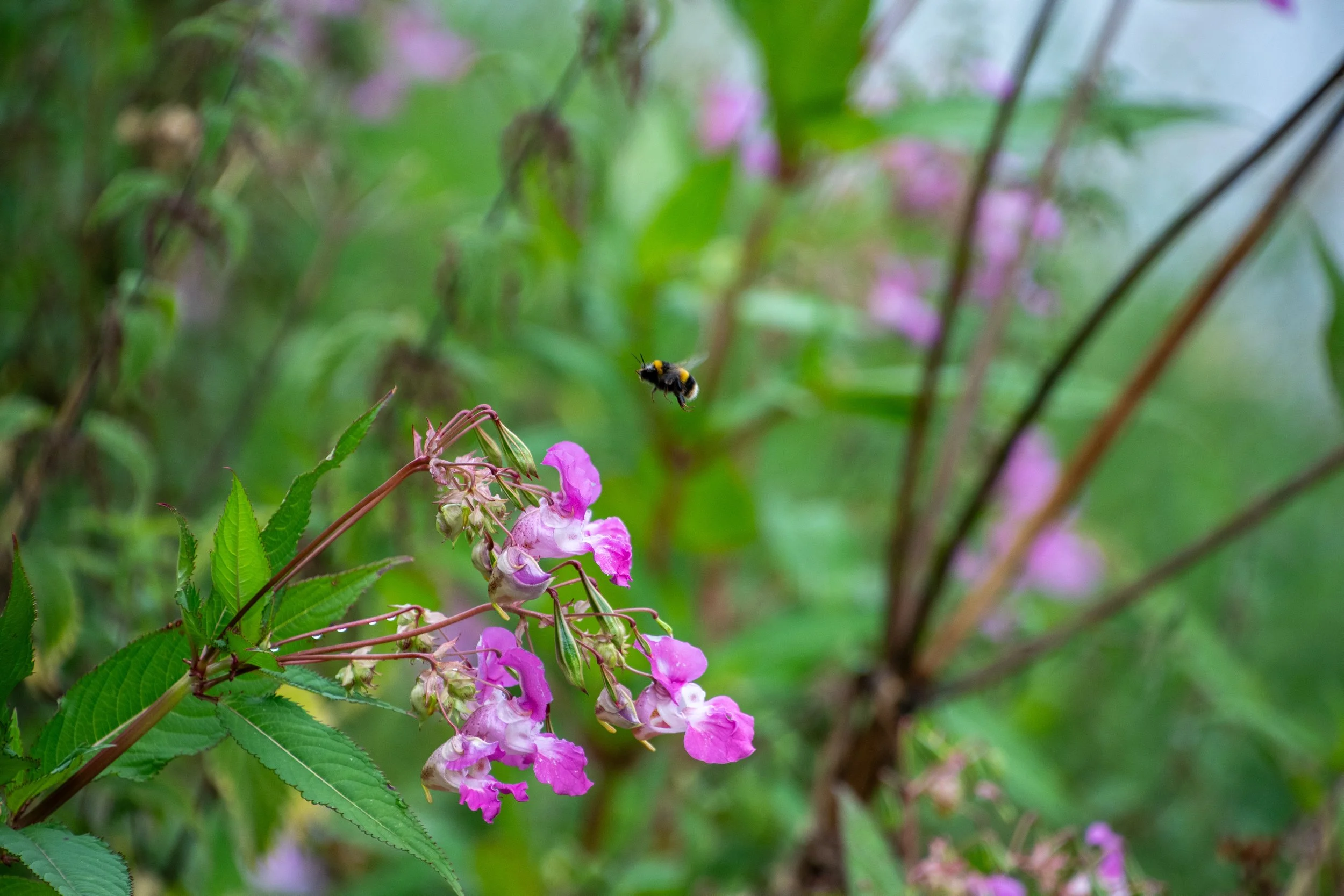 A bee flying near pink flowers on a green leafy plant.