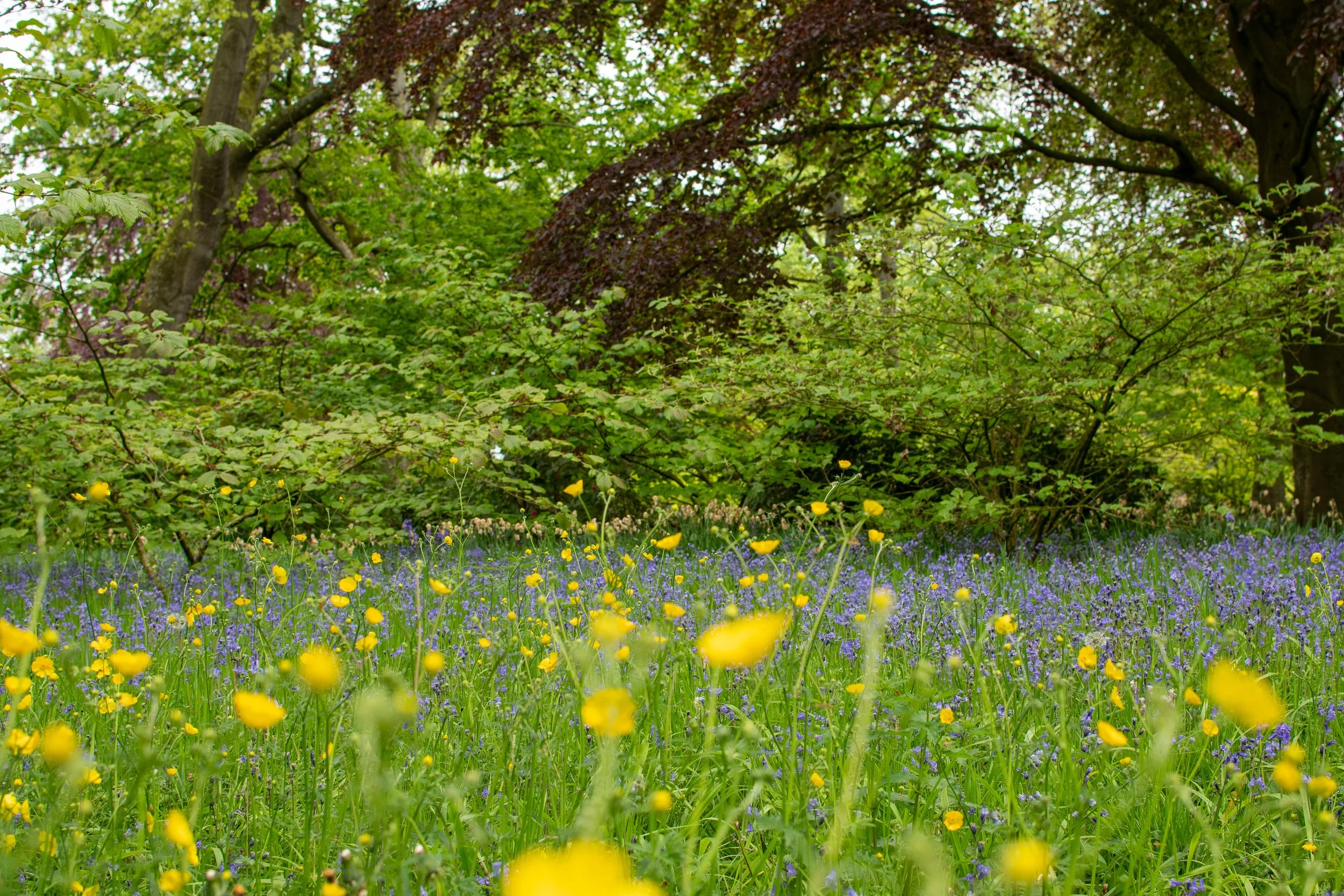 A lush green forest with tall trees, a variety of green foliage, and a ground covered with bright yellow and purple wildflowers.