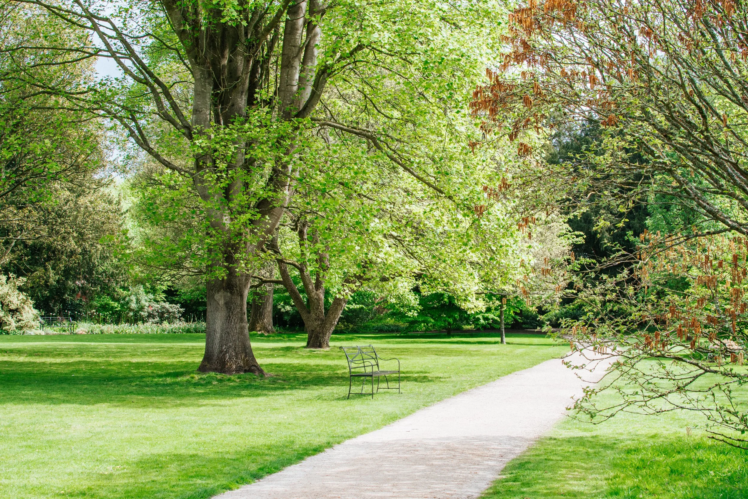 A park scene with a grassy area, a curved walking path, several large trees with green leaves, and a metal bench along the path, under clear skies.