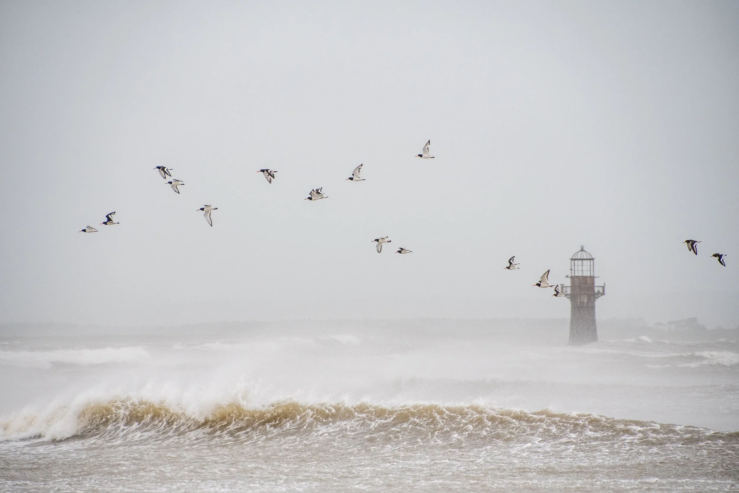 Seagulls flying over rough ocean waters near a lighthouse during a stormy day.