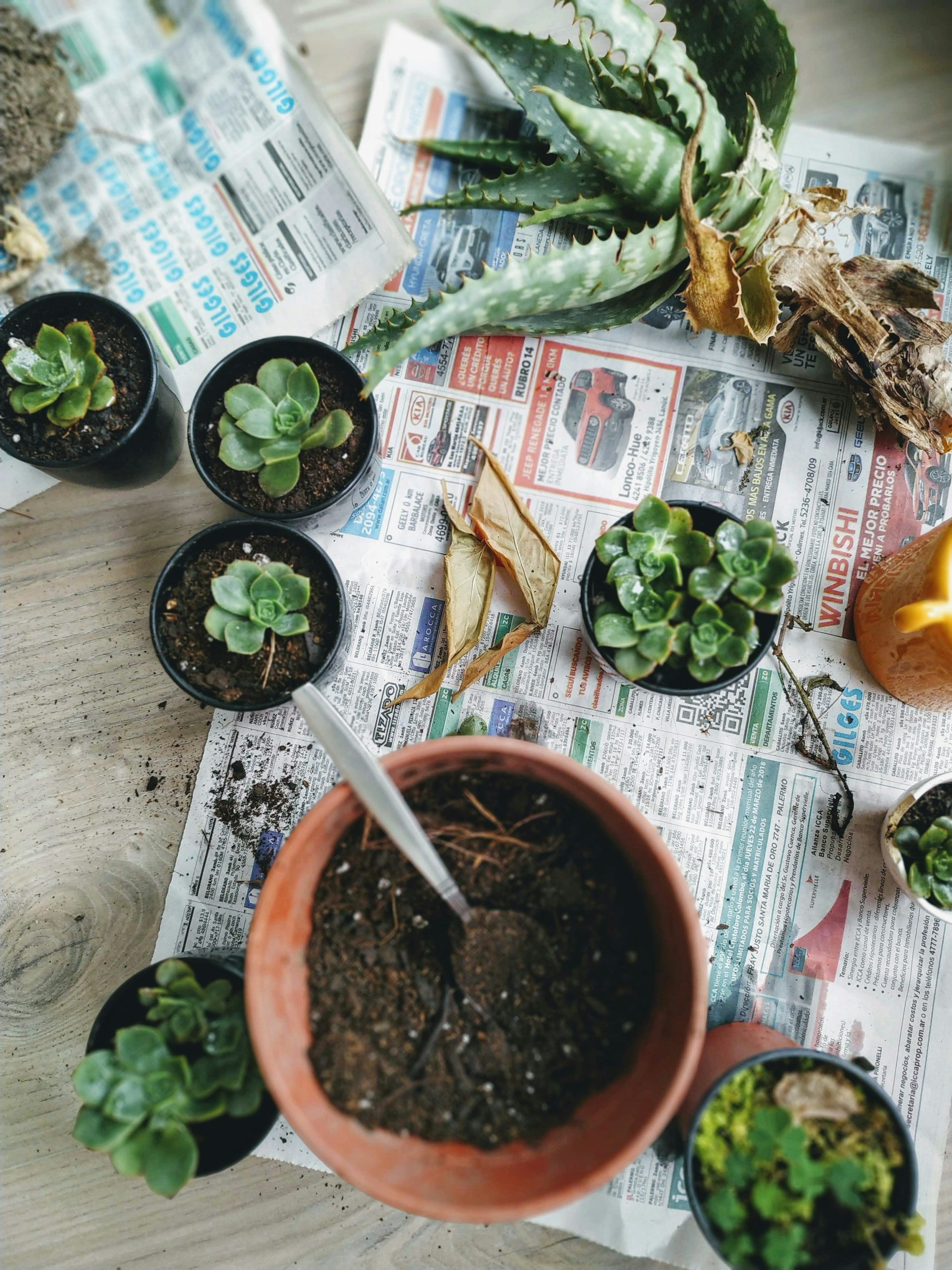 Various potted succulents placed on newspaper-covered wooden surface, with soil visible in some pots, and dried leaves scattered around.