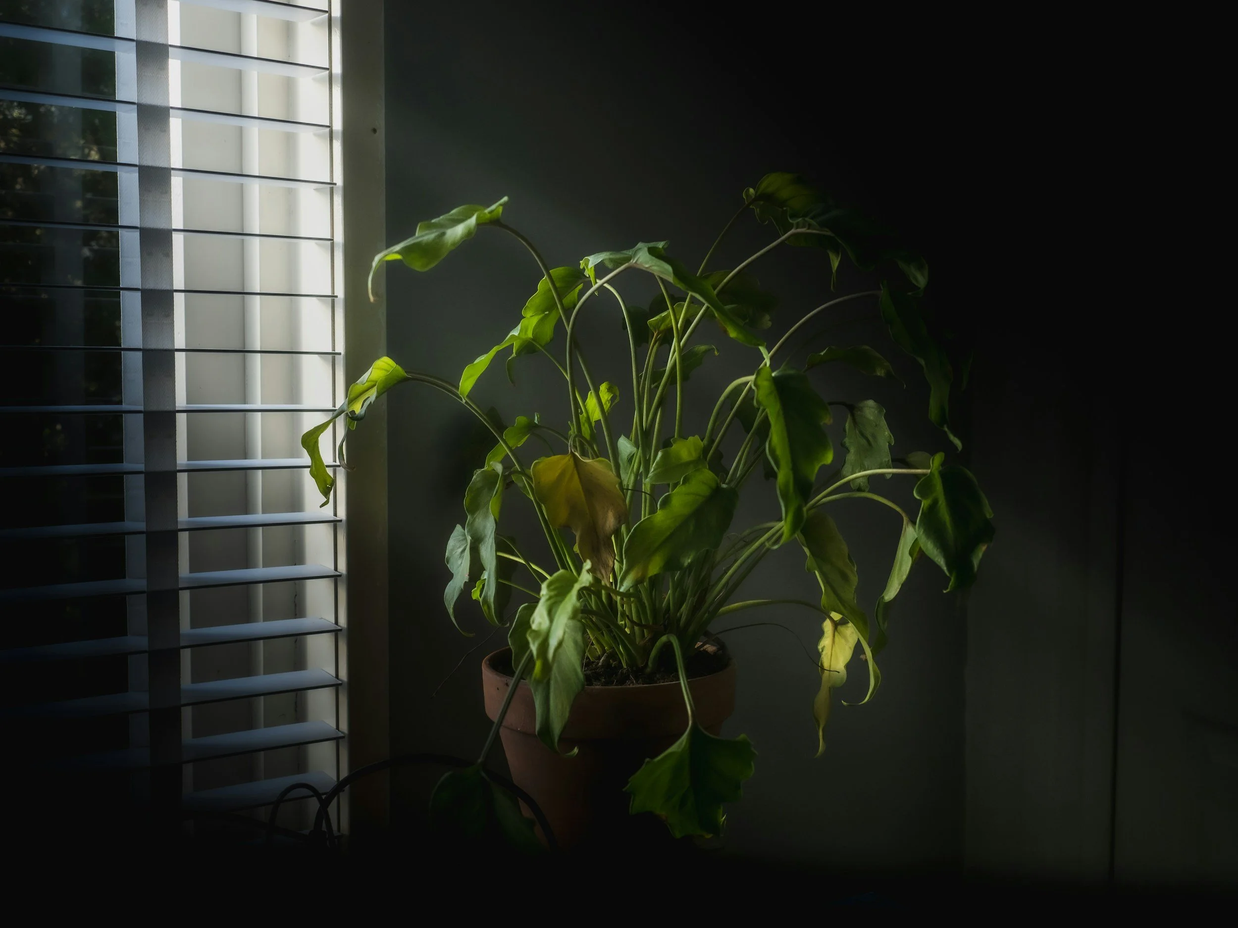 A green houseplant in a brown pot placed near a window with blinds, with sunlight casting shadows on the plant and surrounding wall.