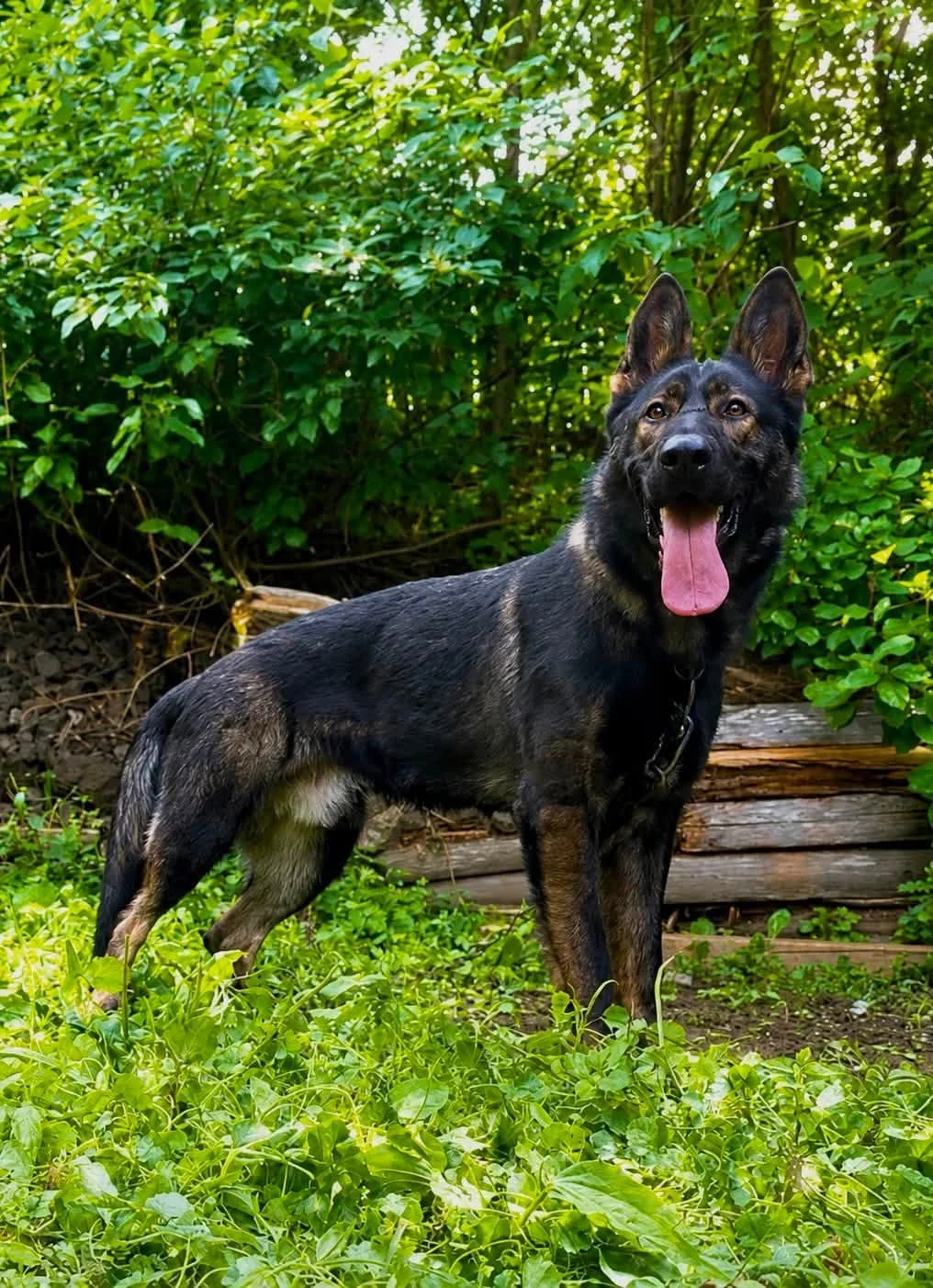 A happy dark sable Czech Working line German Shepherd dog standing outdoors surrounded by greenery and wild plants.