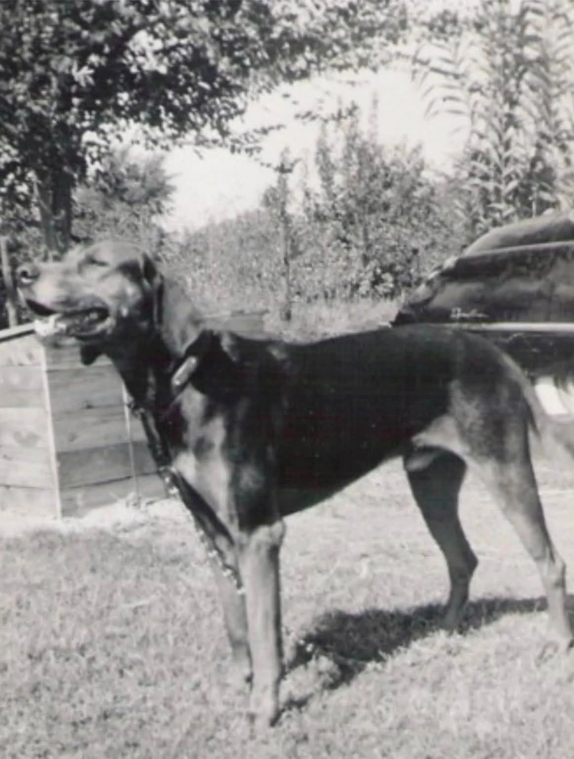 A black and tan historic redbone coonhound saddleback dog standing outside on grass, attached to a leash, with trees and a car in the background.