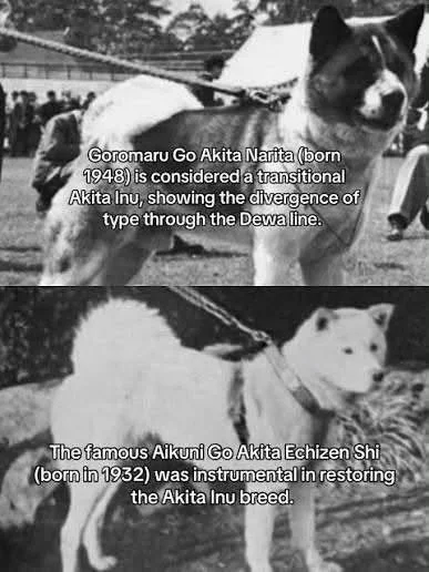 Black and white photo of two dogs, each with overlay text describing their historical significance in breeding. The first dog is a Gormaru Go Akita Narita, born in 1948, related to the Akita Inu breed. The second dog is a famous Akuni Go Akita Echizen Shi, born in 1932, known for restoring the Akita Inu breed.