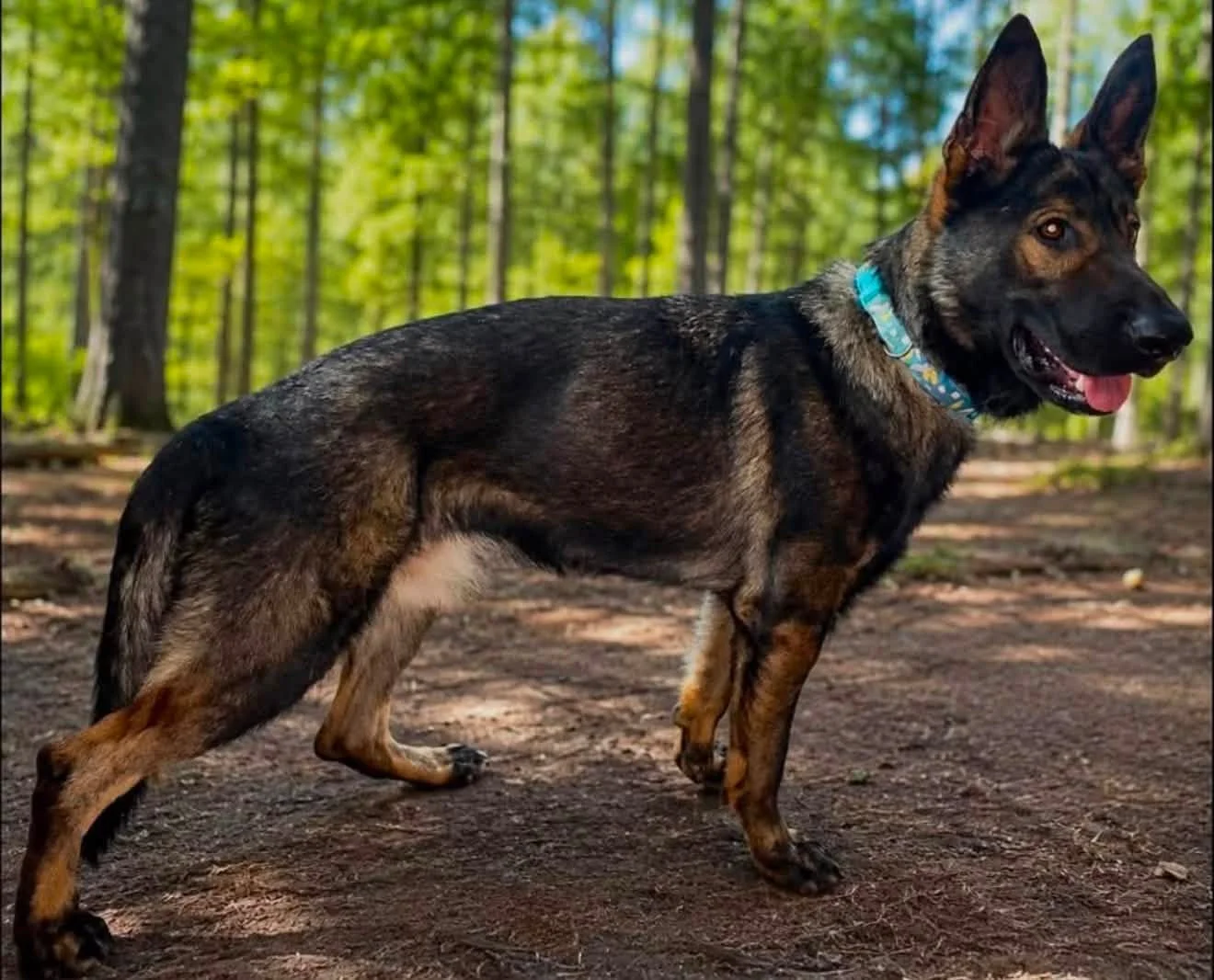 A happy dark sable Czech Working line German Shepherd dog  dog standing on a dirt trail in a forest with green leaves and trees in the background.