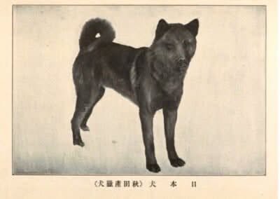 Black dog with curled tail standing on a plain background. Historic Akita Inu Hunting Dog