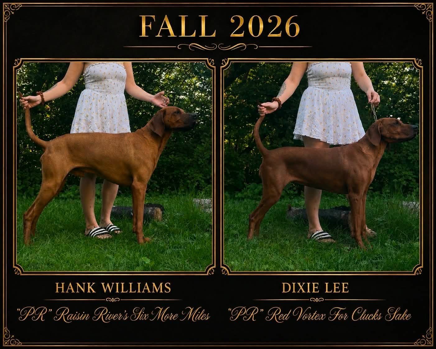 Side-by-side photos of a reddish-brown Rhodesian Ridgeback dog, standing outdoors with a person in a white dress, with trees and grass in the background. The photo on the left is labeled 'Hank Williams 'PR' Raisin River's Six More Miles,' and the right is labeled 'Dixie Lee 'PR' Red Vortex For Chucks Sake.' The image is framed with decorative gold borders and the text 'Fall 2026' at the top.