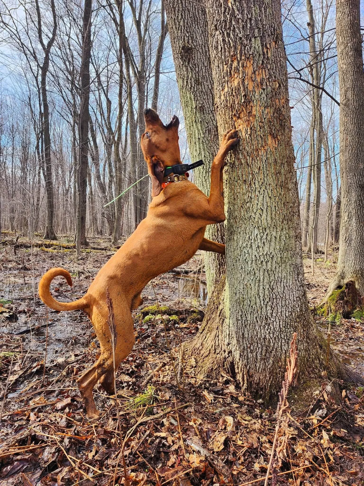 A brown dog climbing a tree in a forest during the daytime.