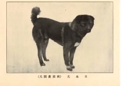 A black dog standing on a plain background, facing slightly to the right with its tail up. Historic Akita Inu fighting dog