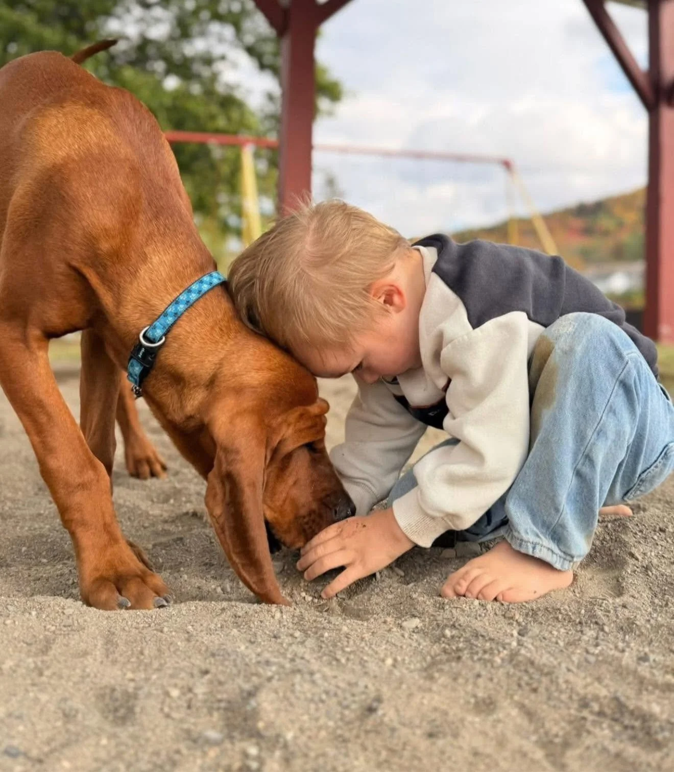 Redbone Coonhound gently greeting a toddler playing in the sand