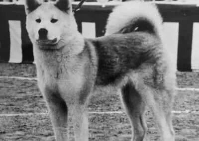 A dog with a thick coat, erect ears, and curled tail standing outdoors on a grassy area. A 1970s red japanese akita inu