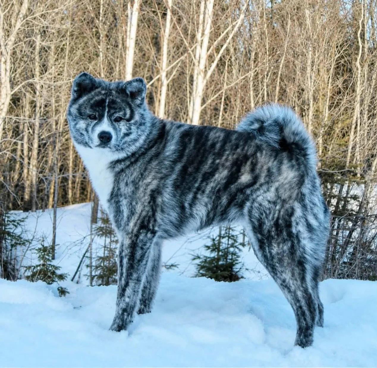A Japanese Akita Inu with a thick, gray, black, and white brindle coat standing in snow with a wooded background.