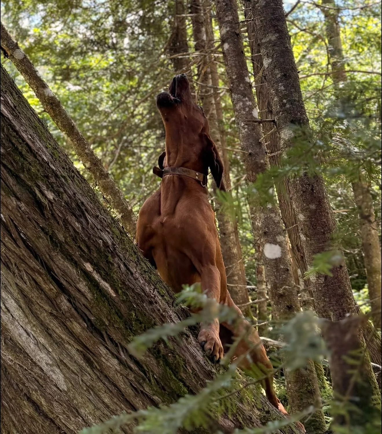 Redbone Coonhound standing against a tree in the forest