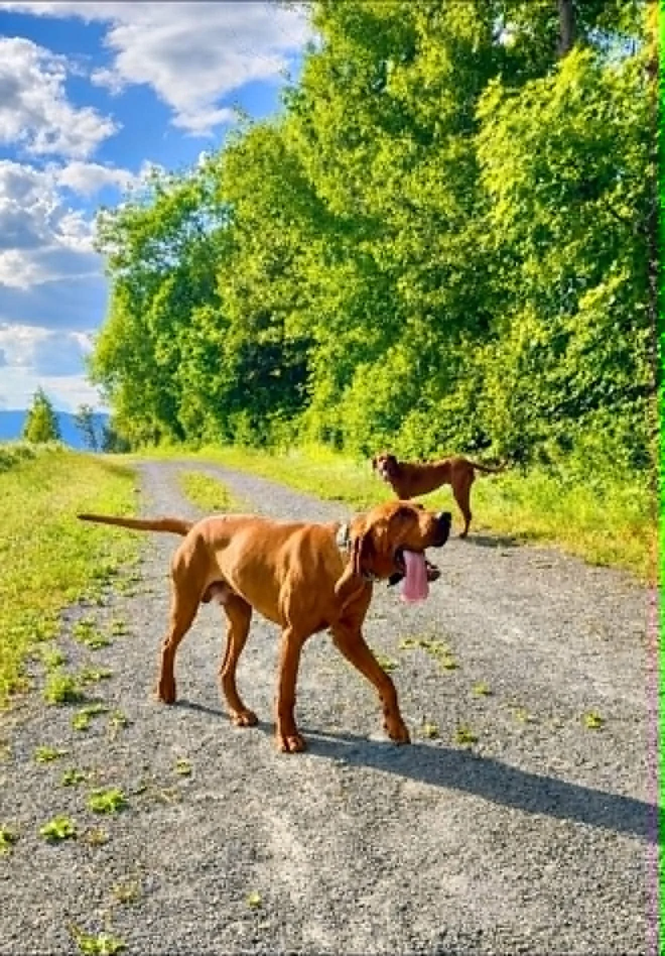 Two redbone coonhound dogs walking on a gravel path outside with lush green trees and a blue sky with clouds in the background.