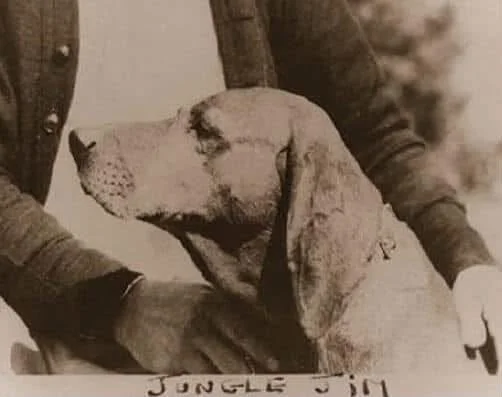 A man holding a large redbone with floppy ears, with the words 'Jungle Jim' written below. The hound is Jungle Jim, a famous historic redbone coonhound.