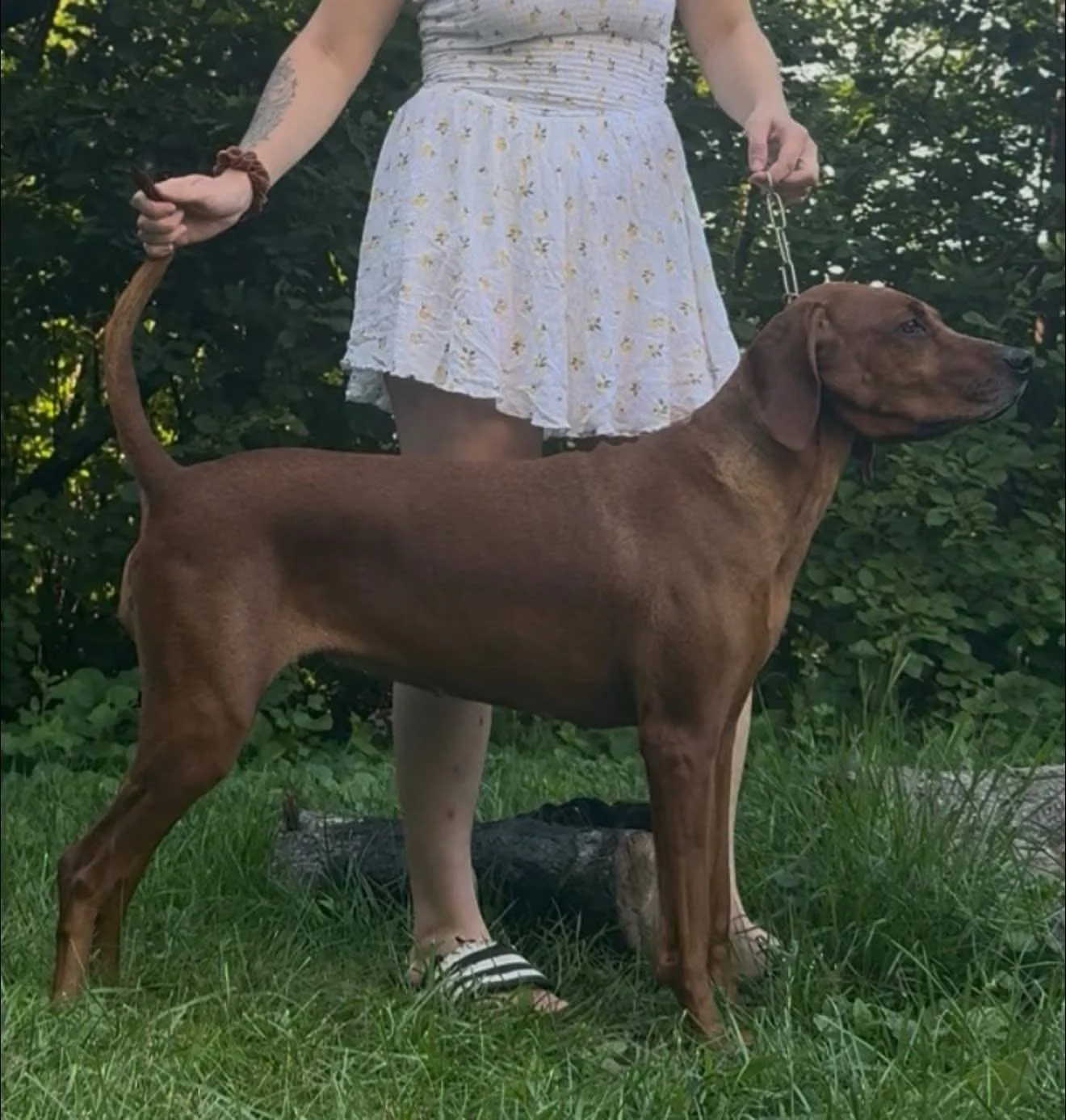 A stacked redbone coonhound held by a beautiful woman in a white skirt with floral patterns. The woman's upper body and face are not visible.