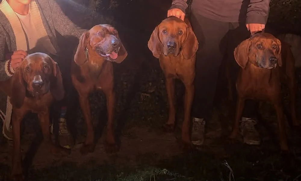 Two Redbone Coonhounds standing outdoors at night